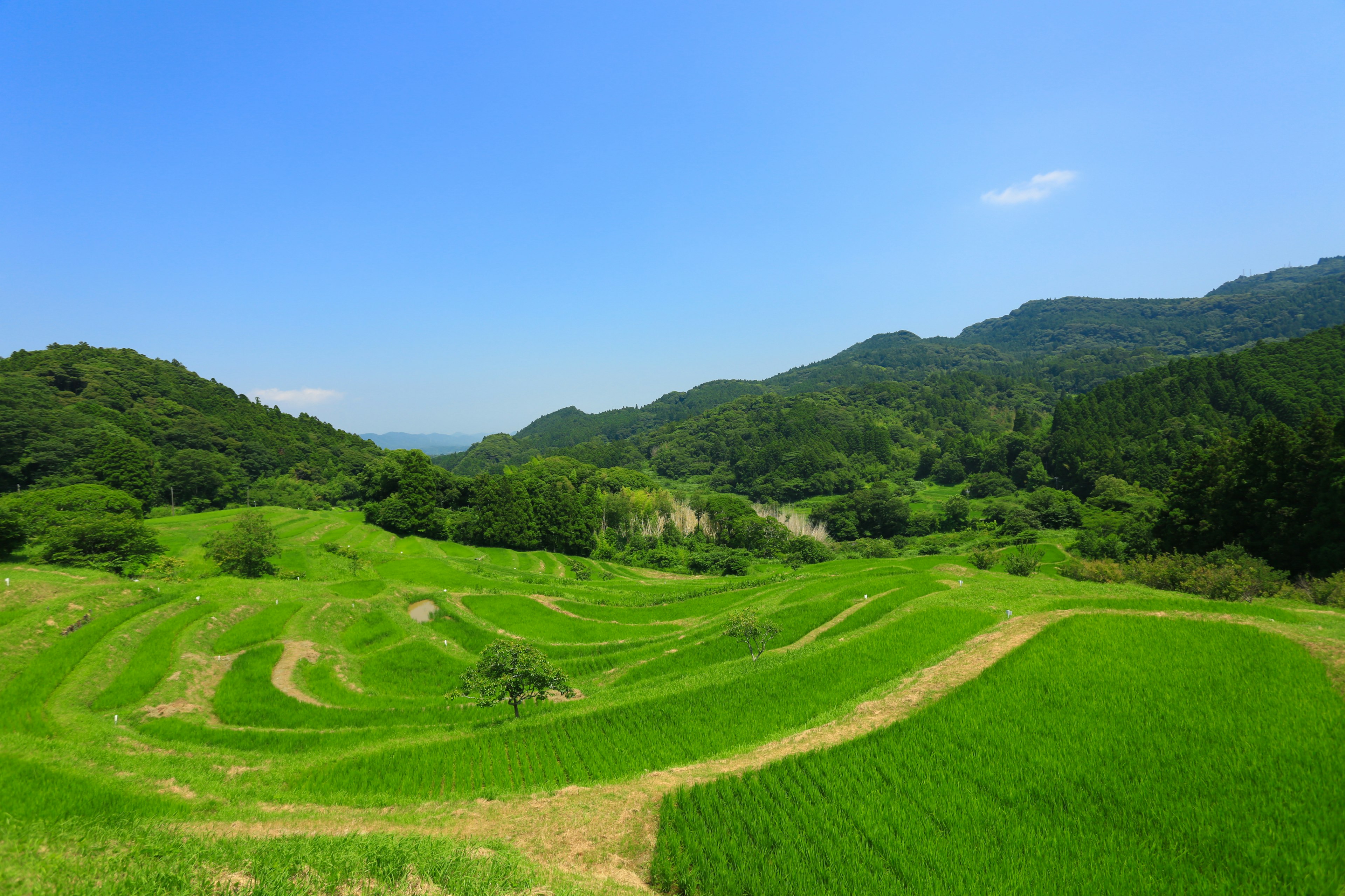 Lush green terraced rice fields under a clear blue sky with rolling hills