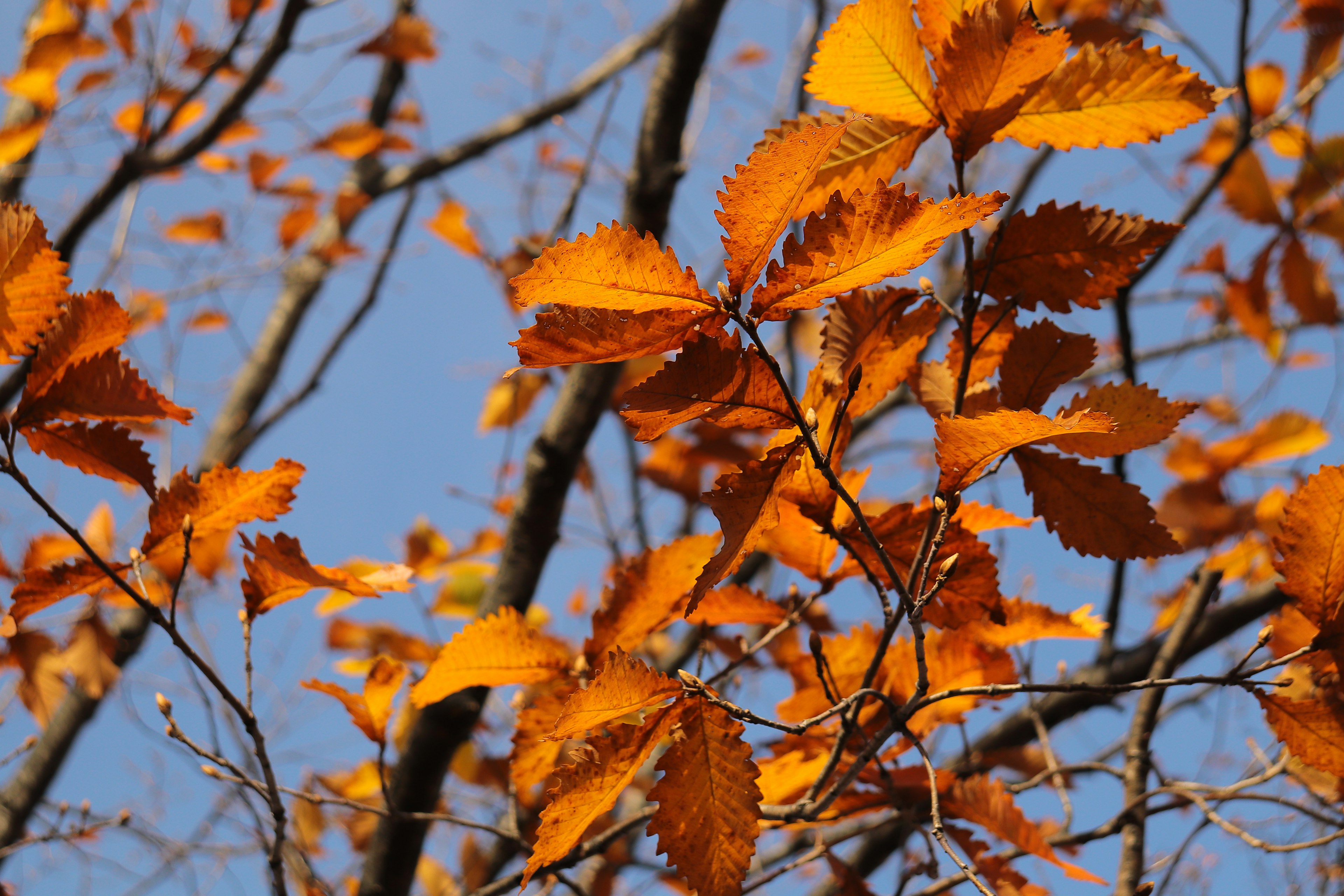 Feuilles d'automne orange vif sur un ciel bleu clair