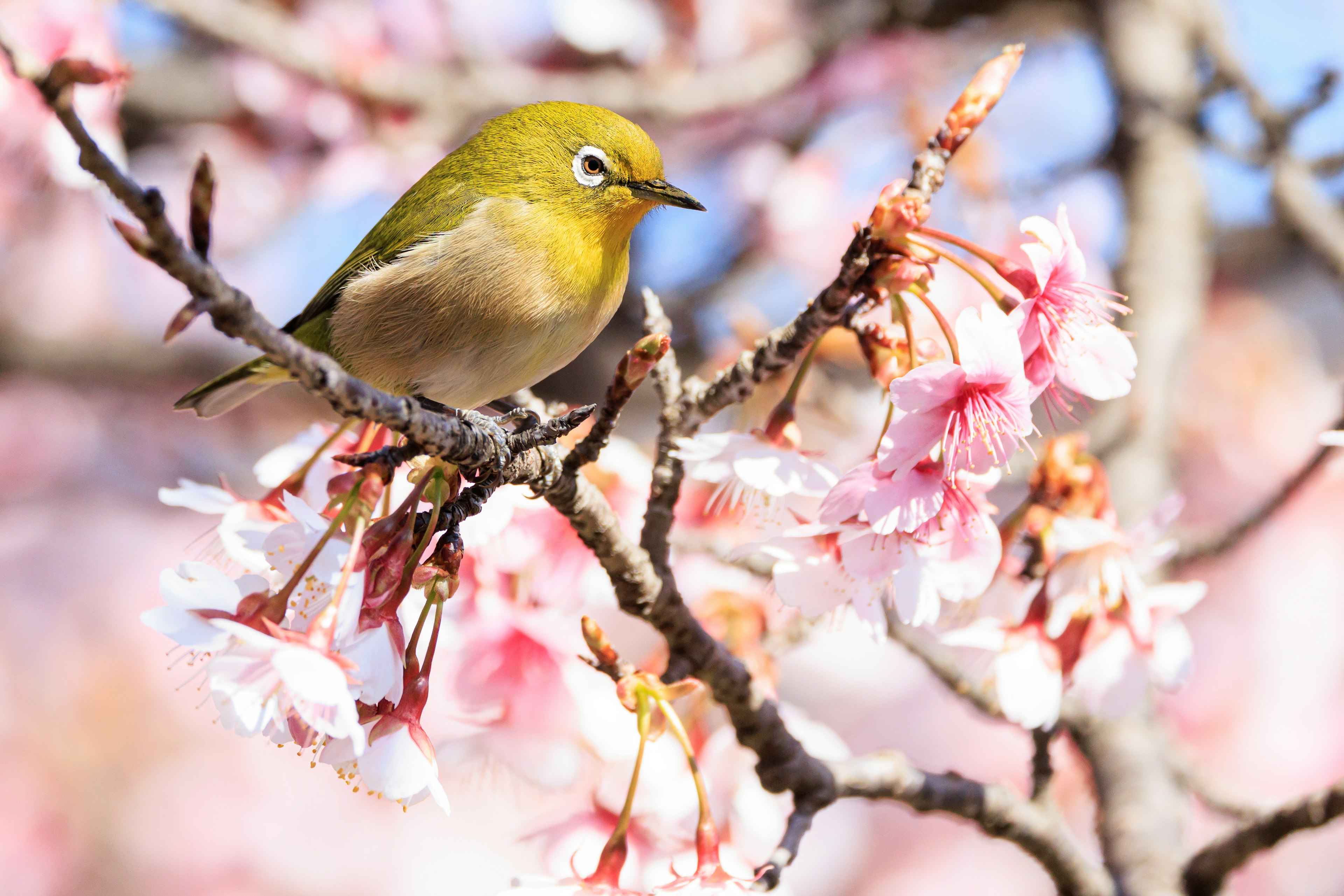 Pequeño pájaro verde posado entre flores de cerezo