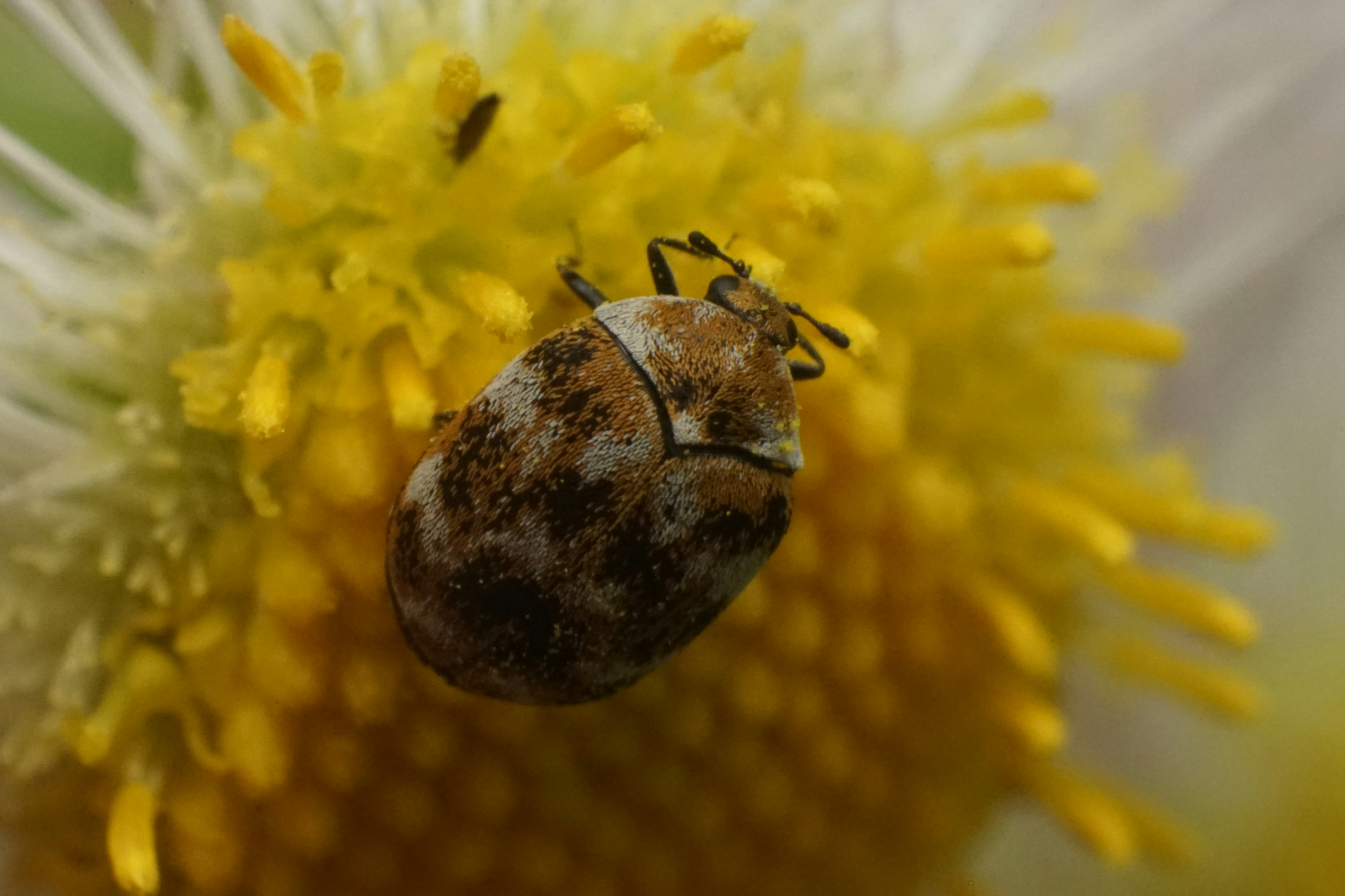 Close-up serangga kecil di tengah bunga kuning