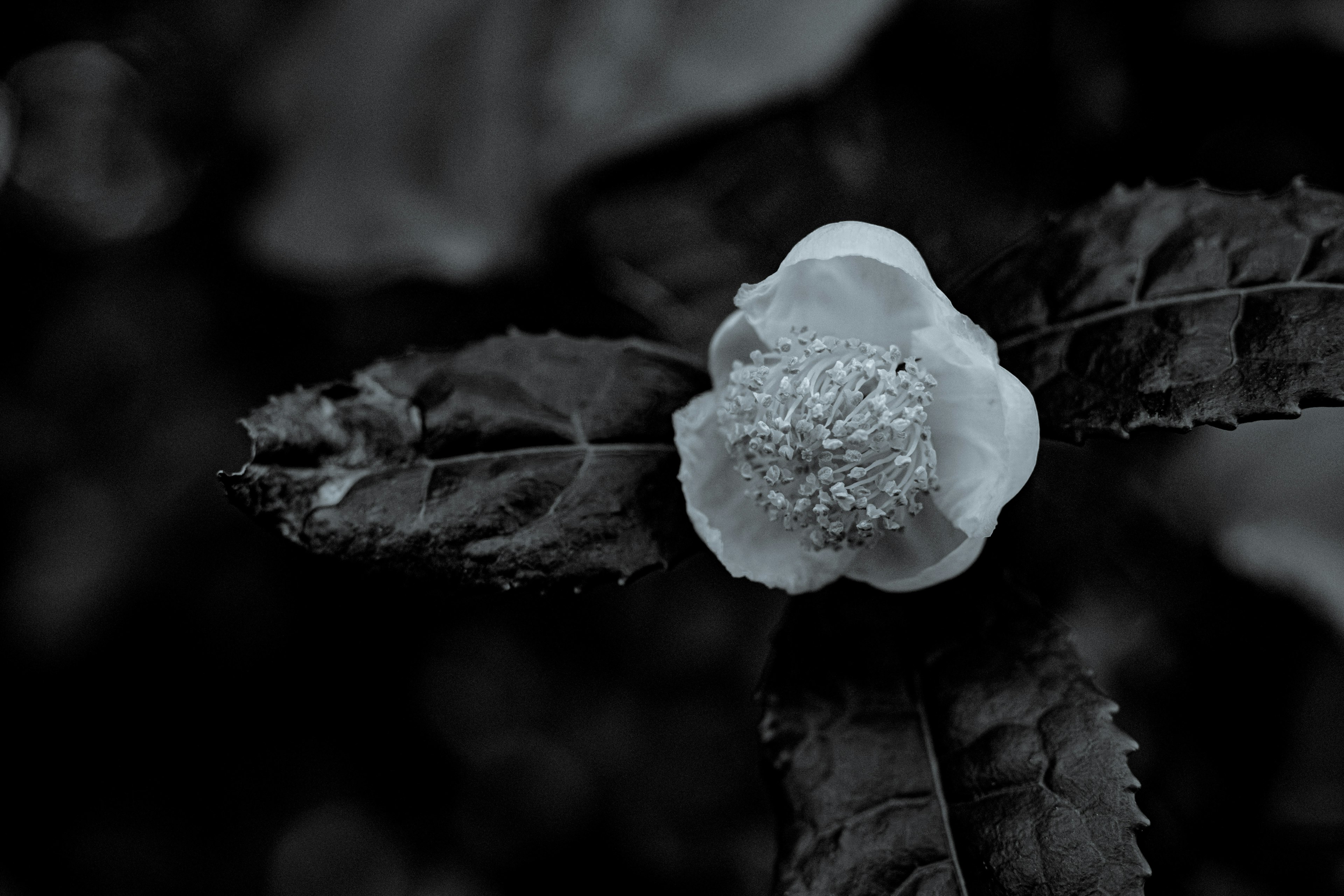 Imagen en blanco y negro de una flor blanca con hojas verdes