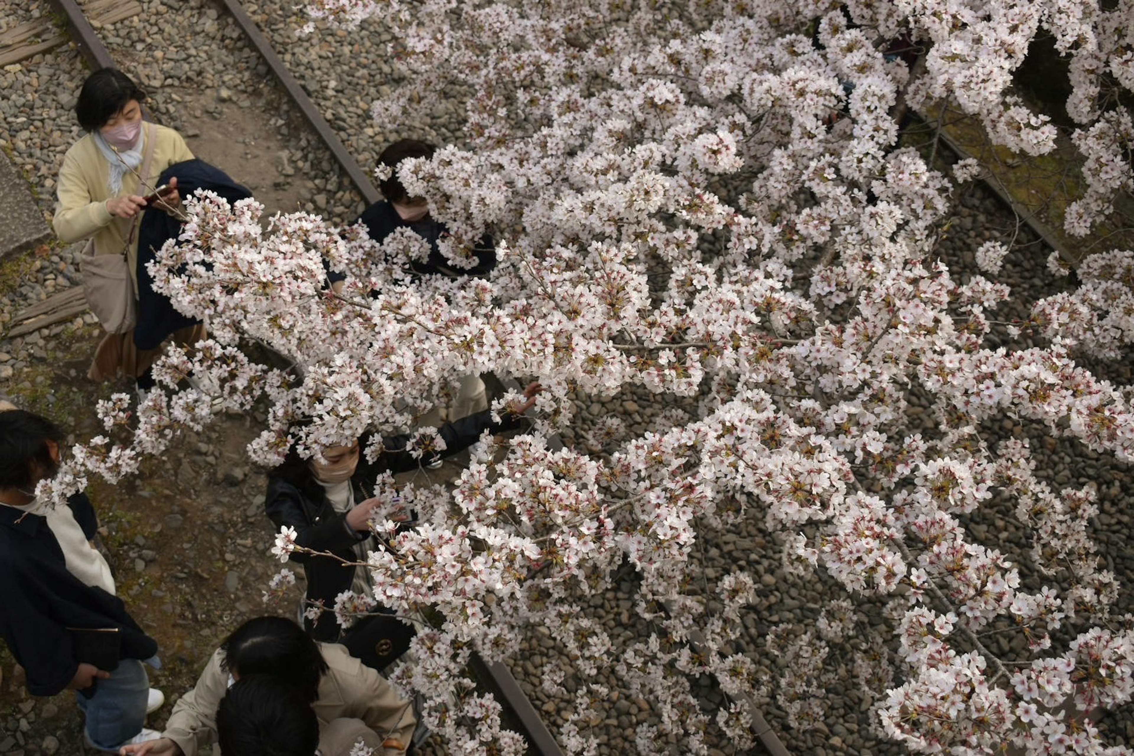 Des gens se rassemblent sous des cerisiers en fleurs