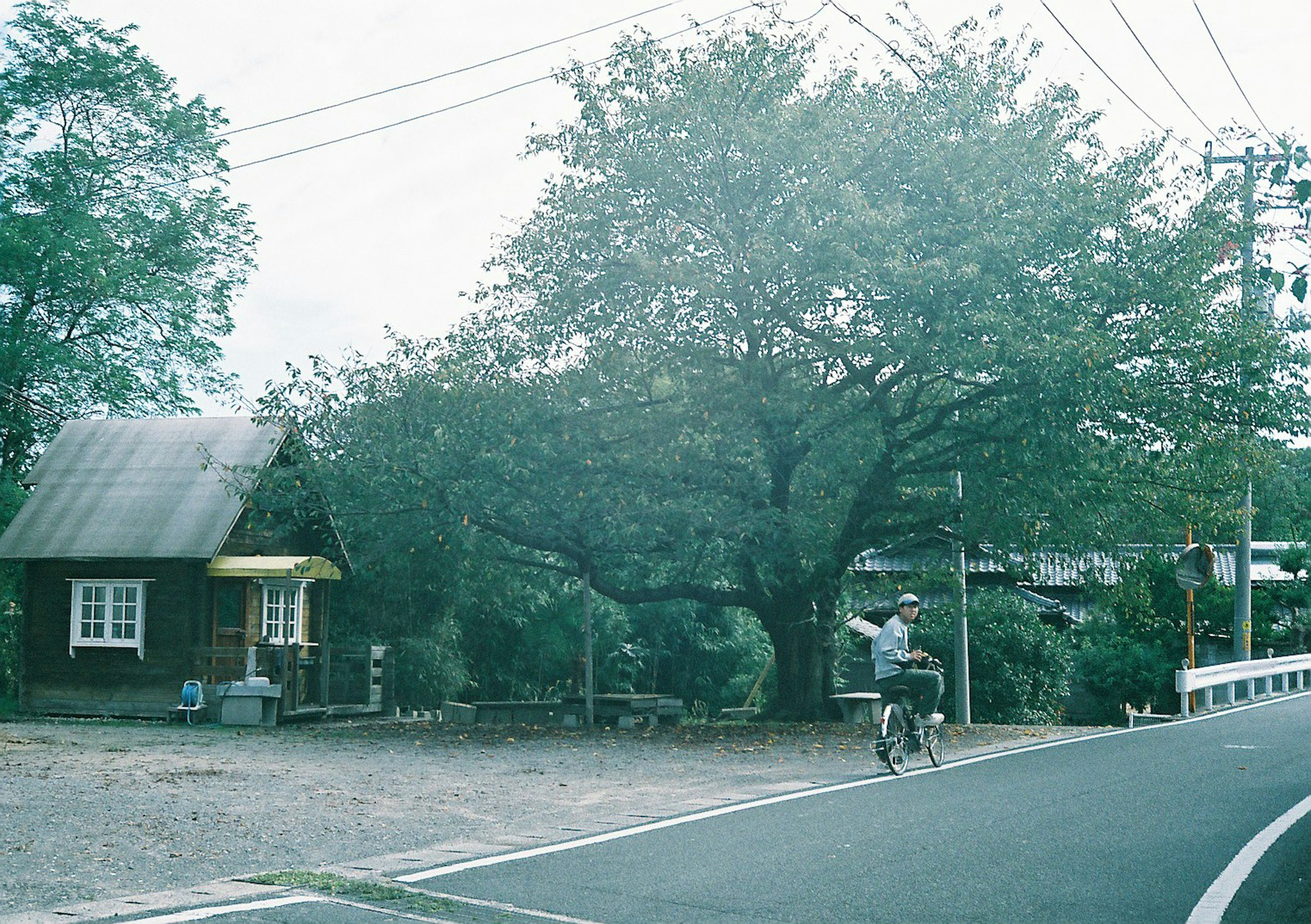 Escena rural con una pequeña casa de madera y un gran árbol