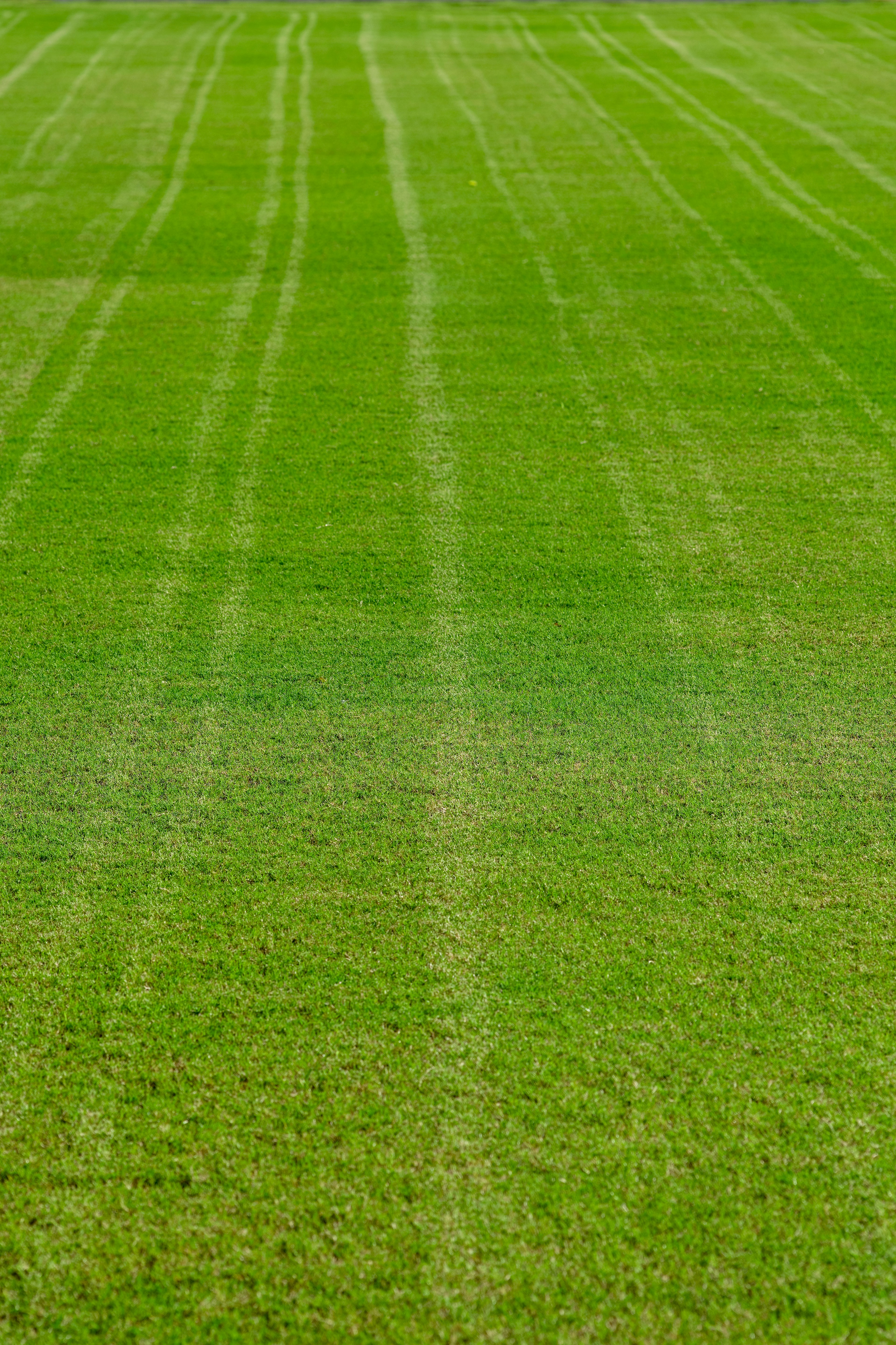 Prato verde con motivi a strisce lineari