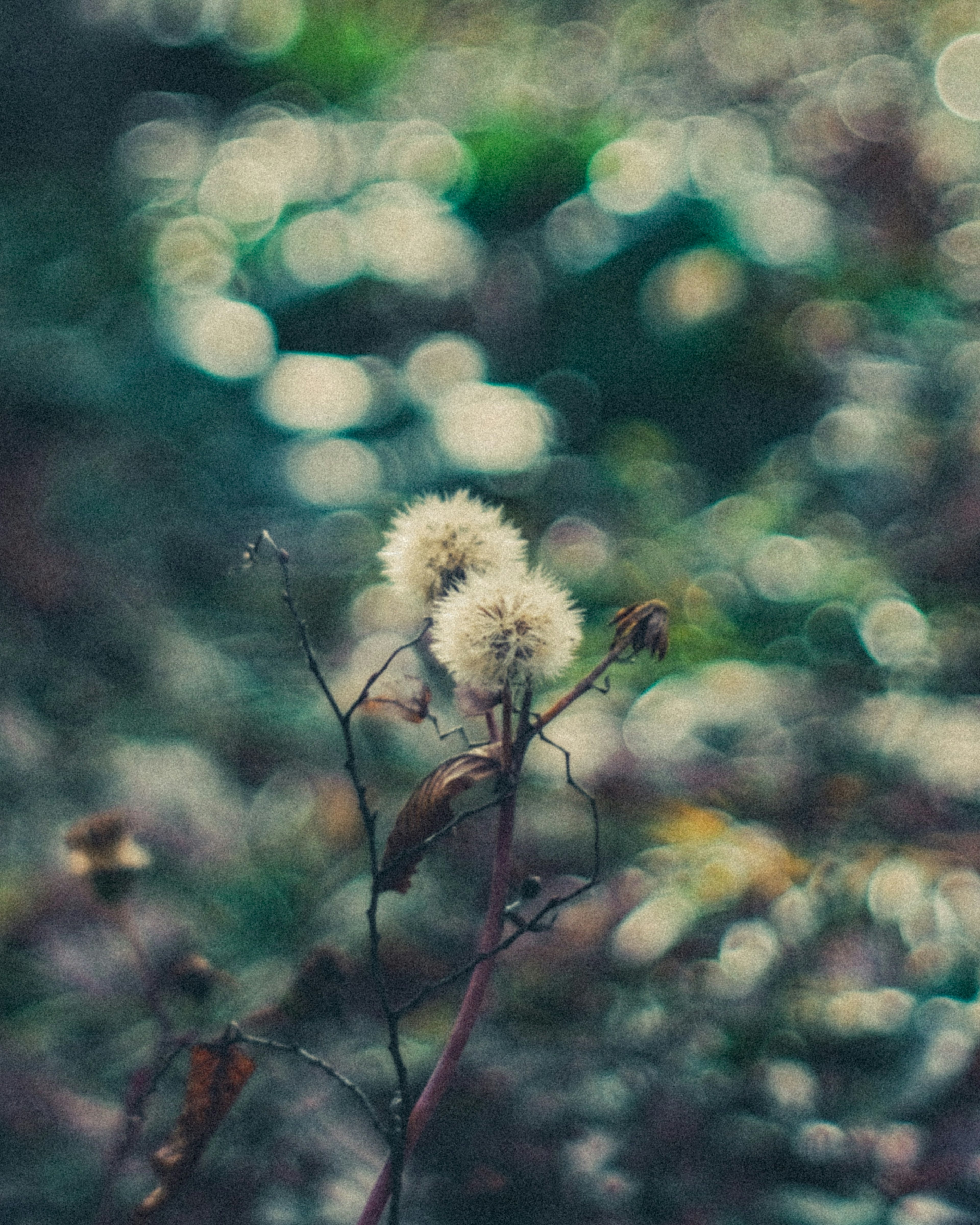 Nahaufnahme einer weißen Blume mit verschwommenem Hintergrund