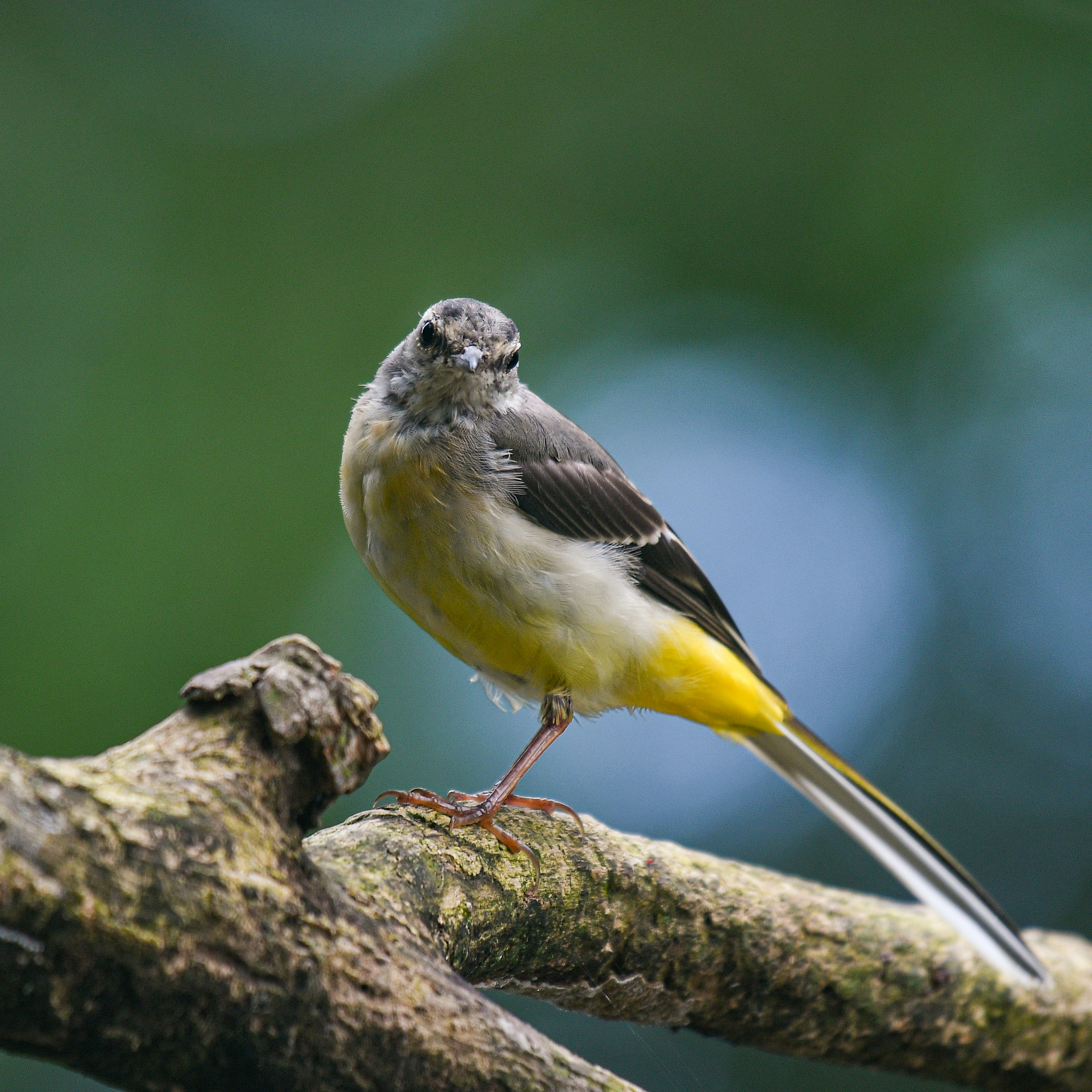 Burung cantik bertengger di dahan dengan perut kuning dan sayap abu-abu