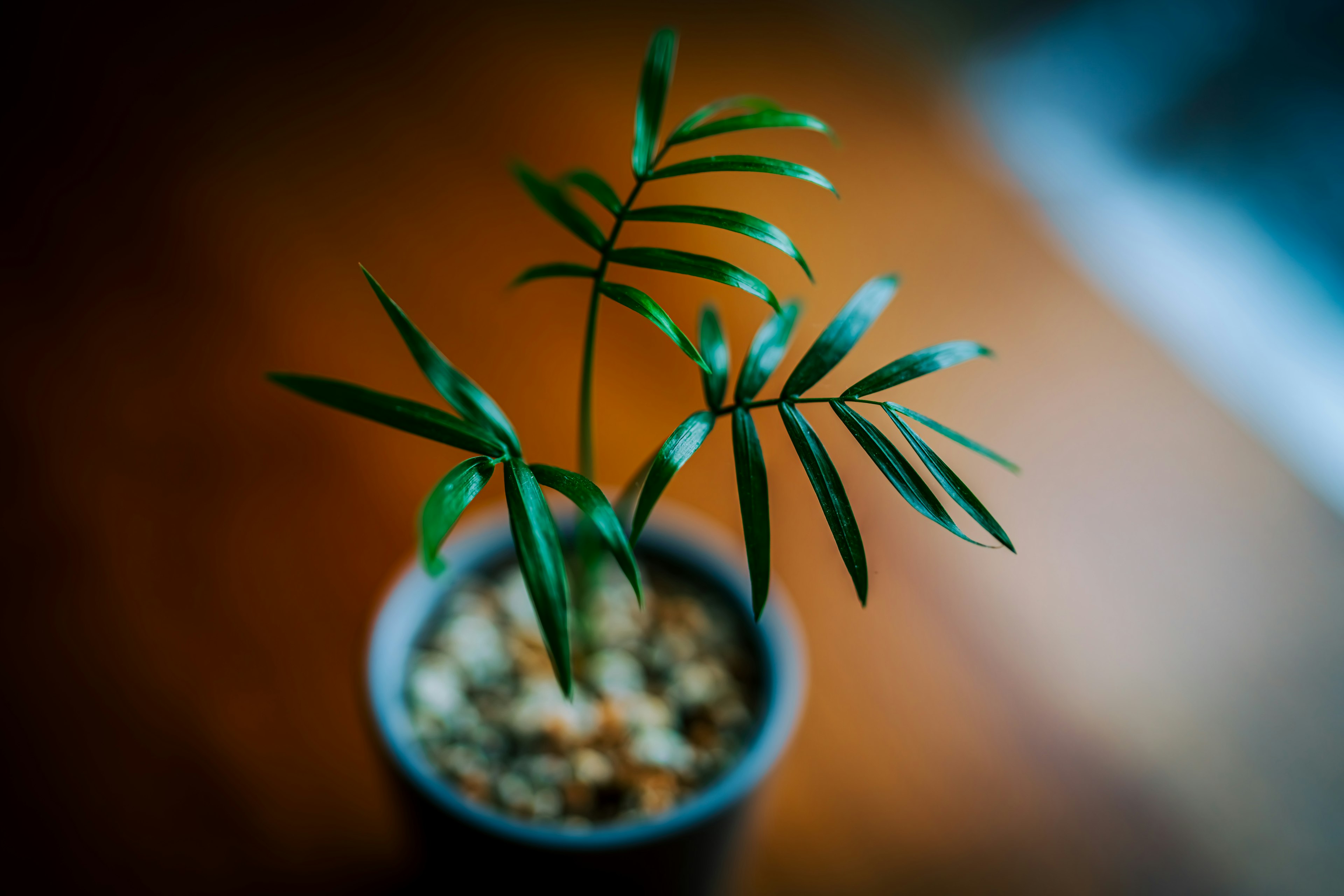 小盆栽植物，綠色葉子，放在木質表面上