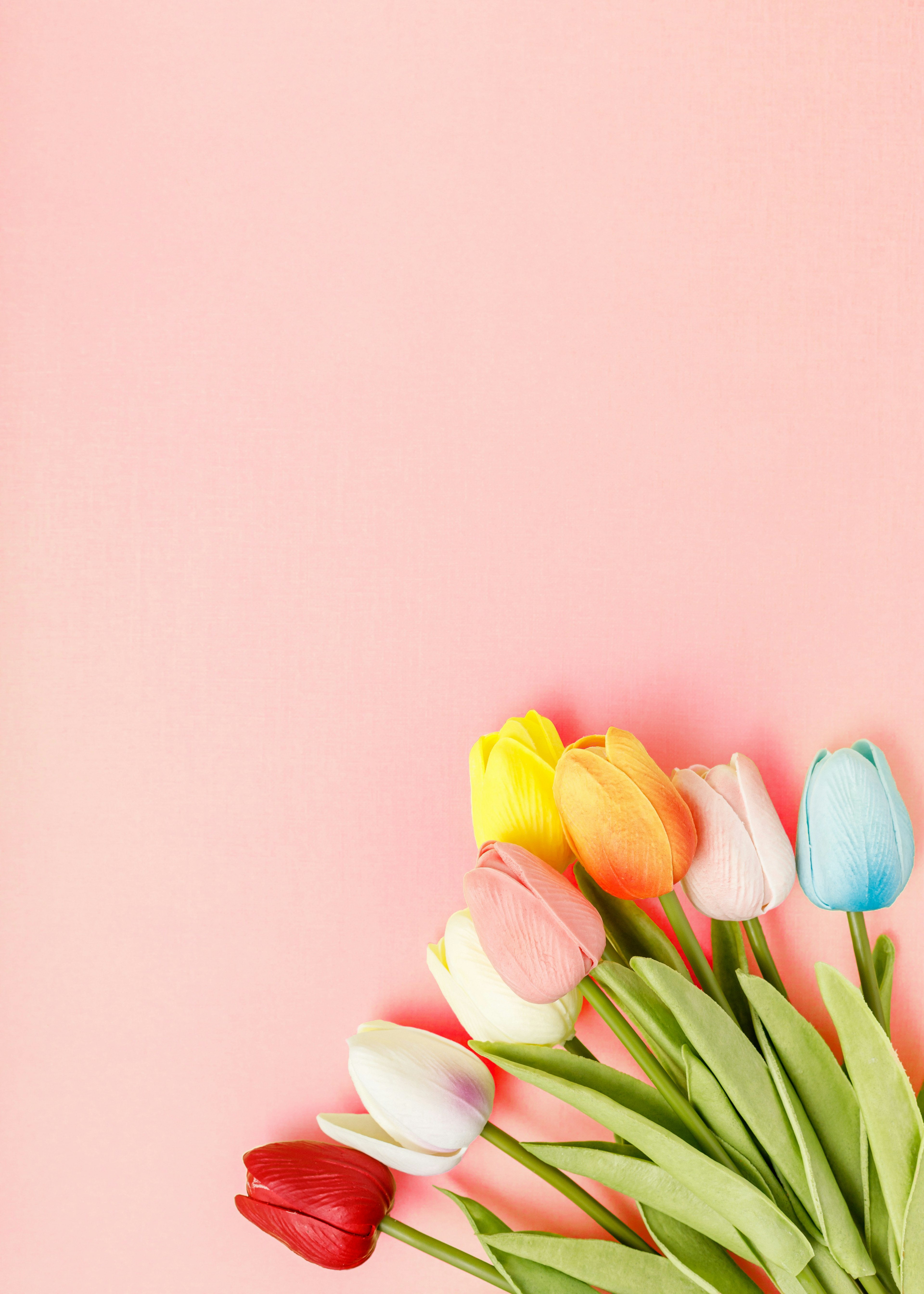 Colorful tulips arranged against a pink background