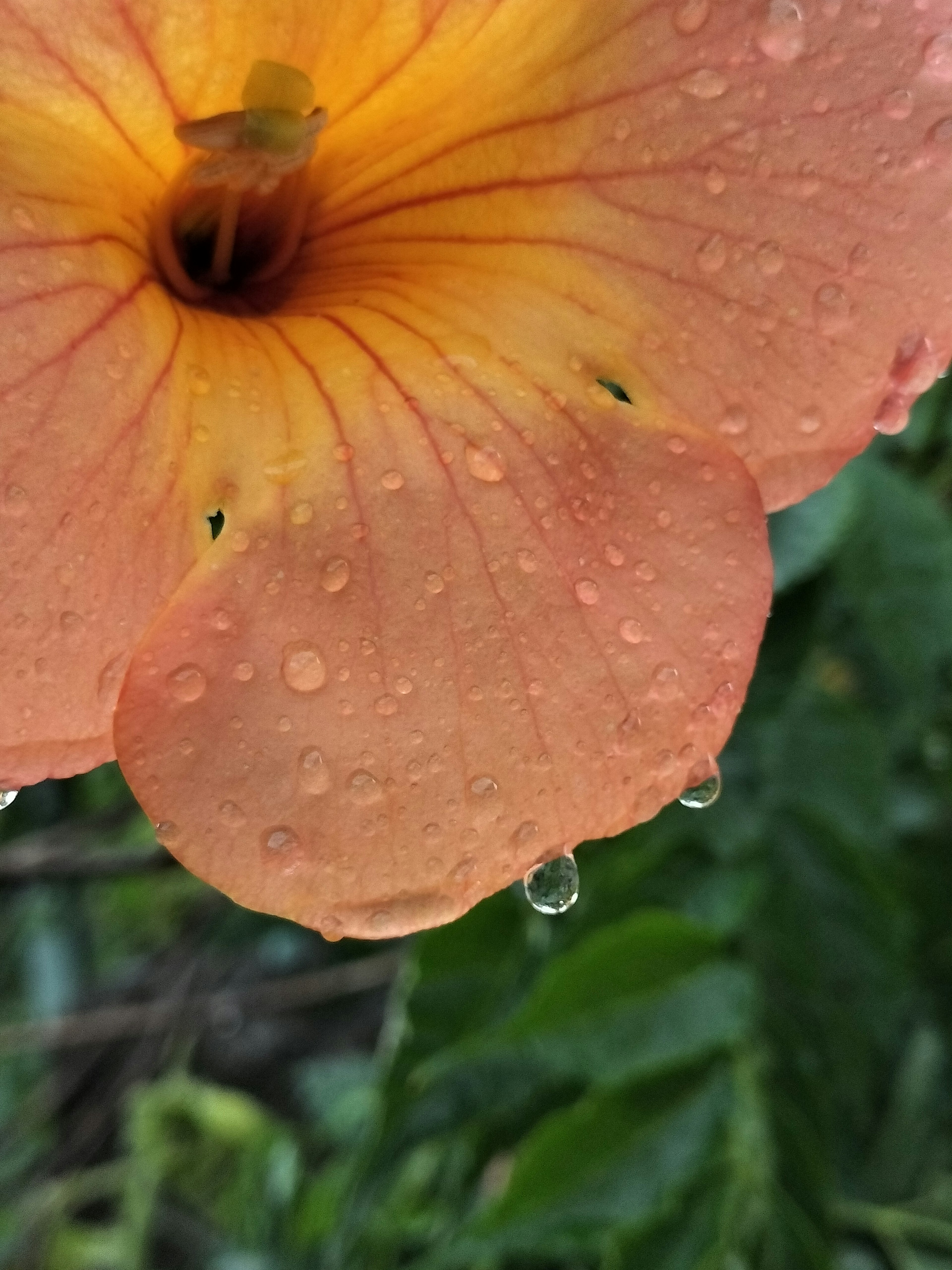 水滴がついたオレンジ色の花のクローズアップ