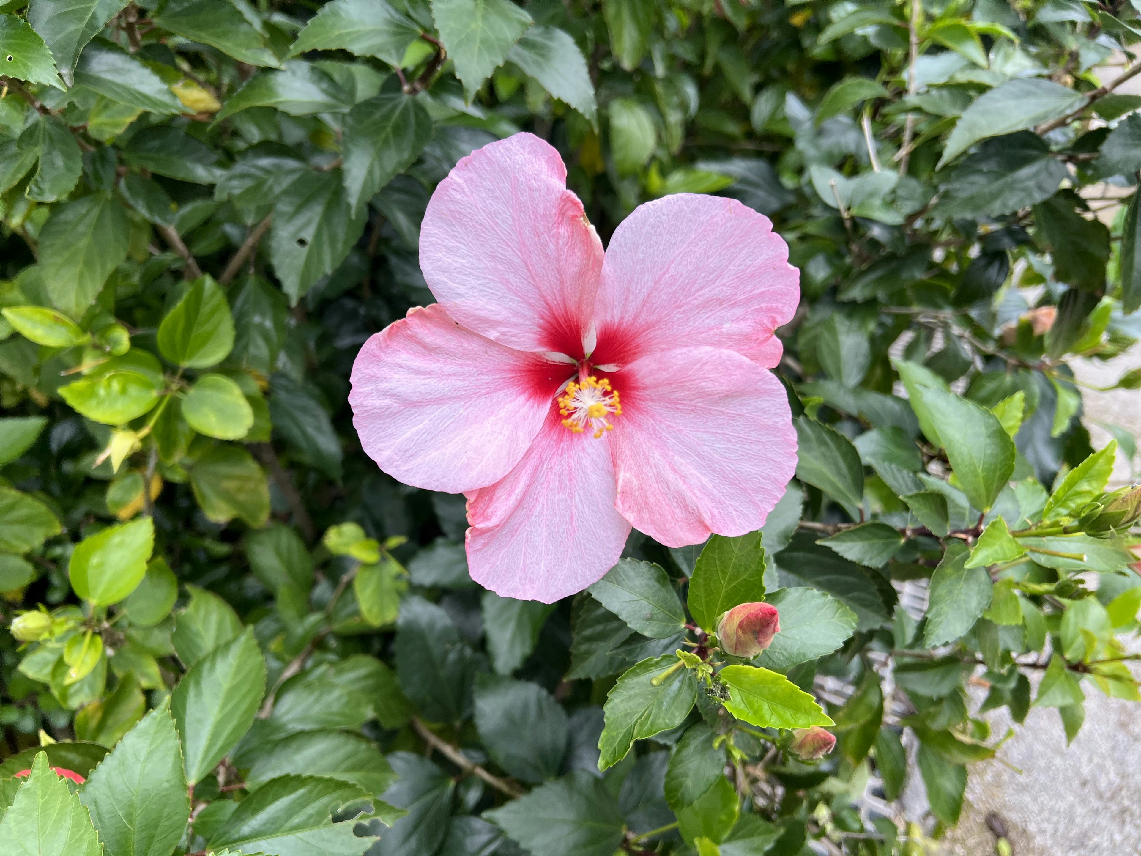 Una flor de hibisco rosa floreciendo entre hojas verdes