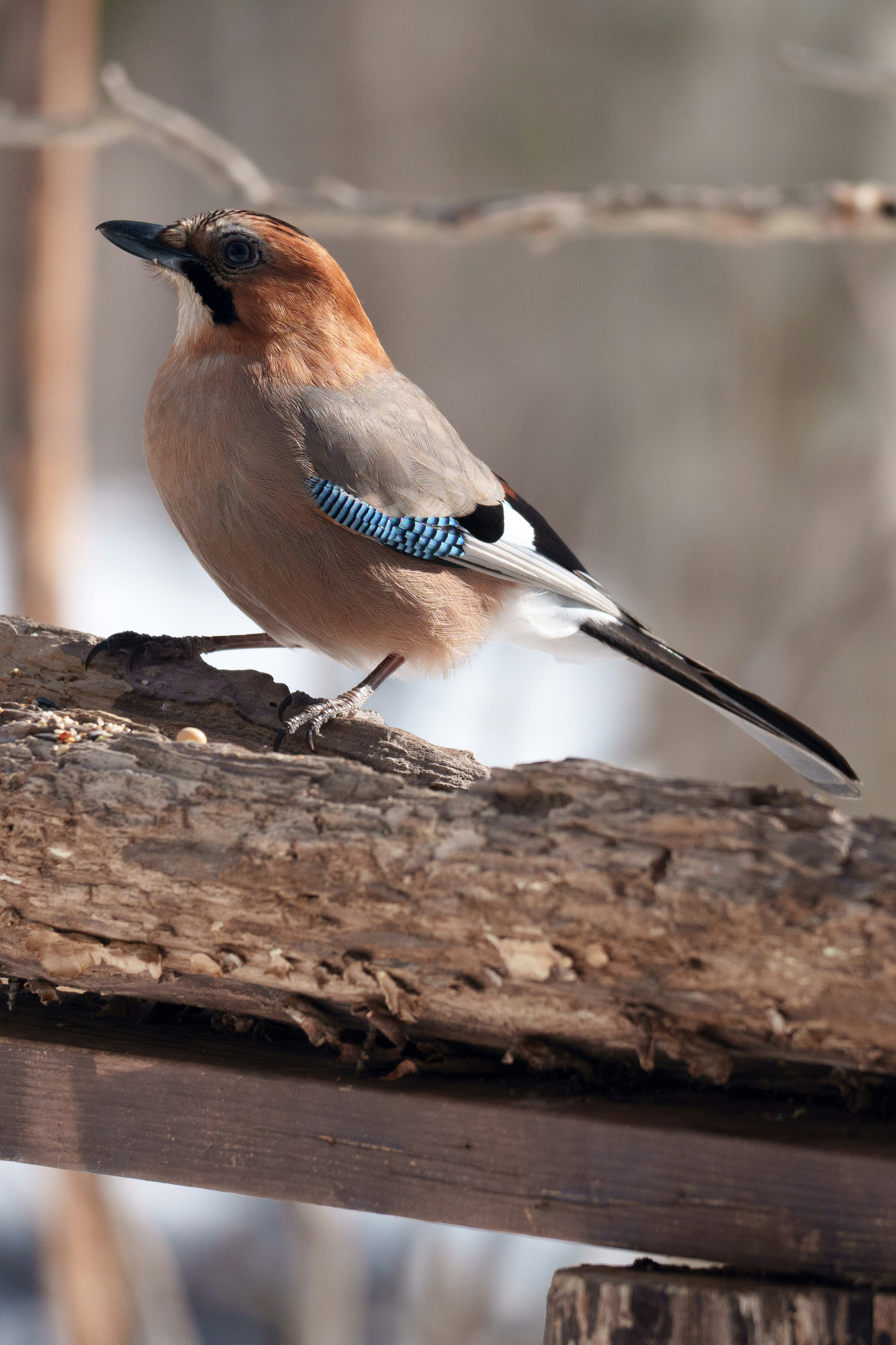 Un hermoso ave arrendajo posado sobre un tronco con plumas azules