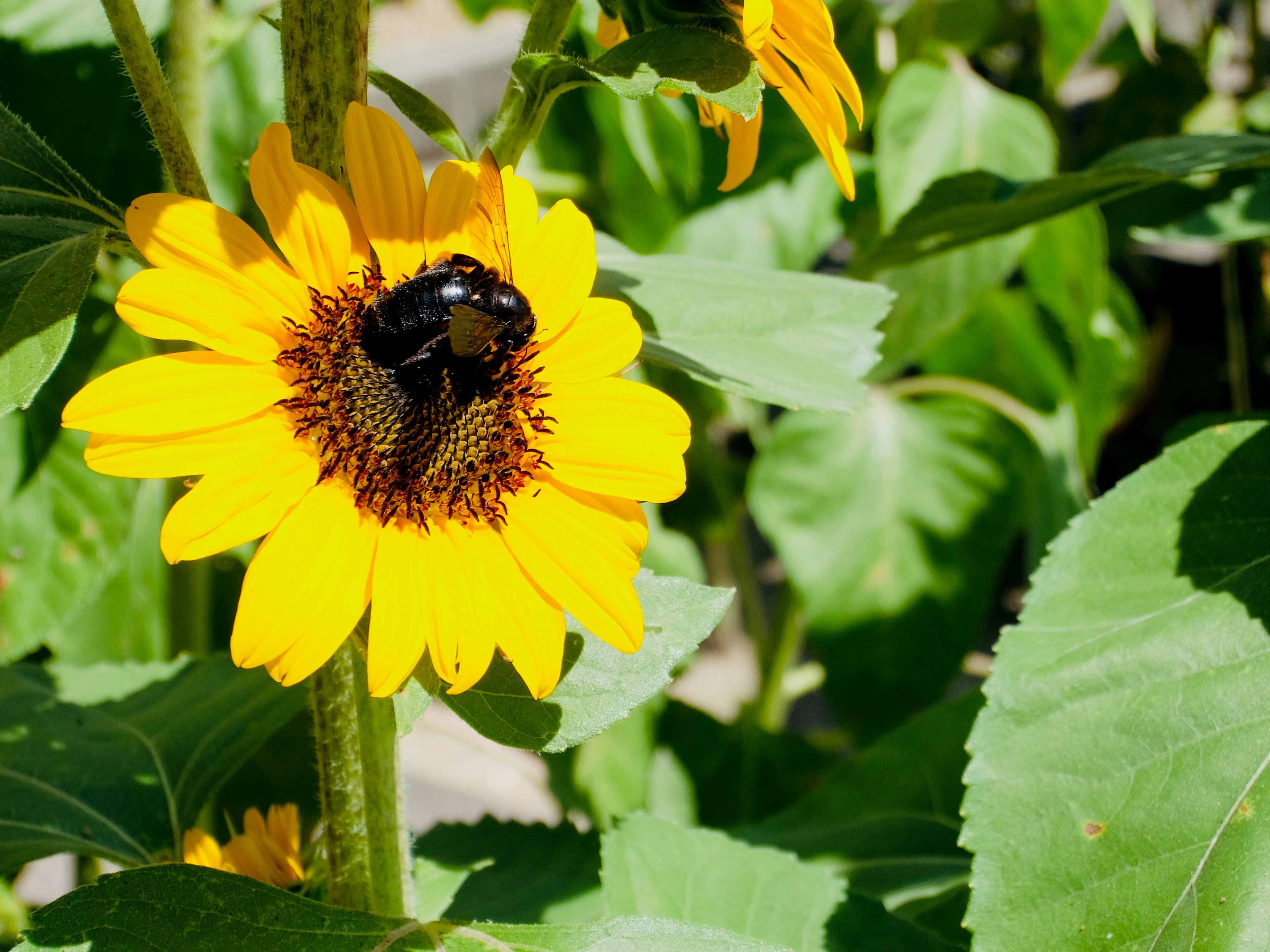 Primer plano de una abeja en un girasol