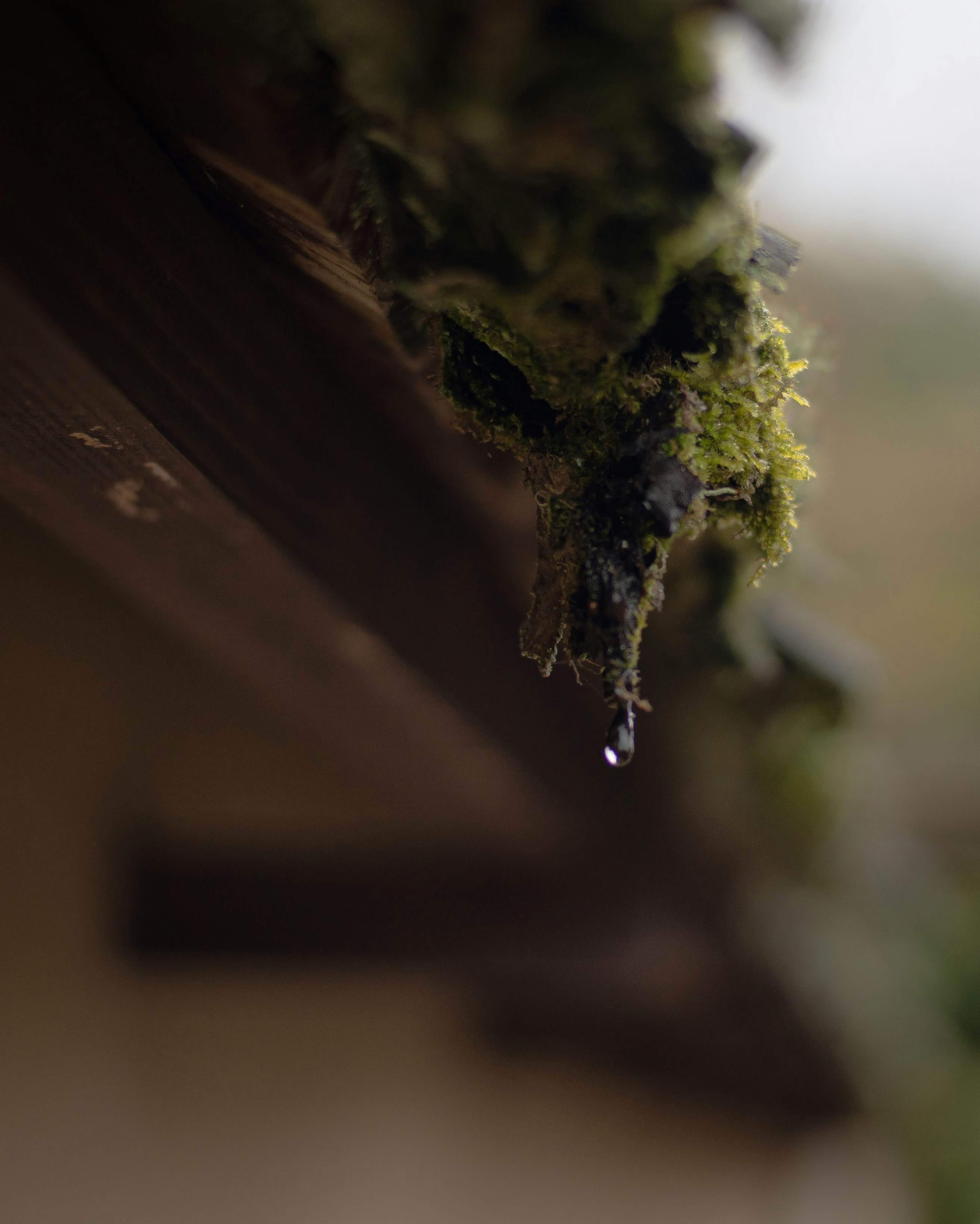 Gros plan de mousse sur un toit avec une goutte d'eau