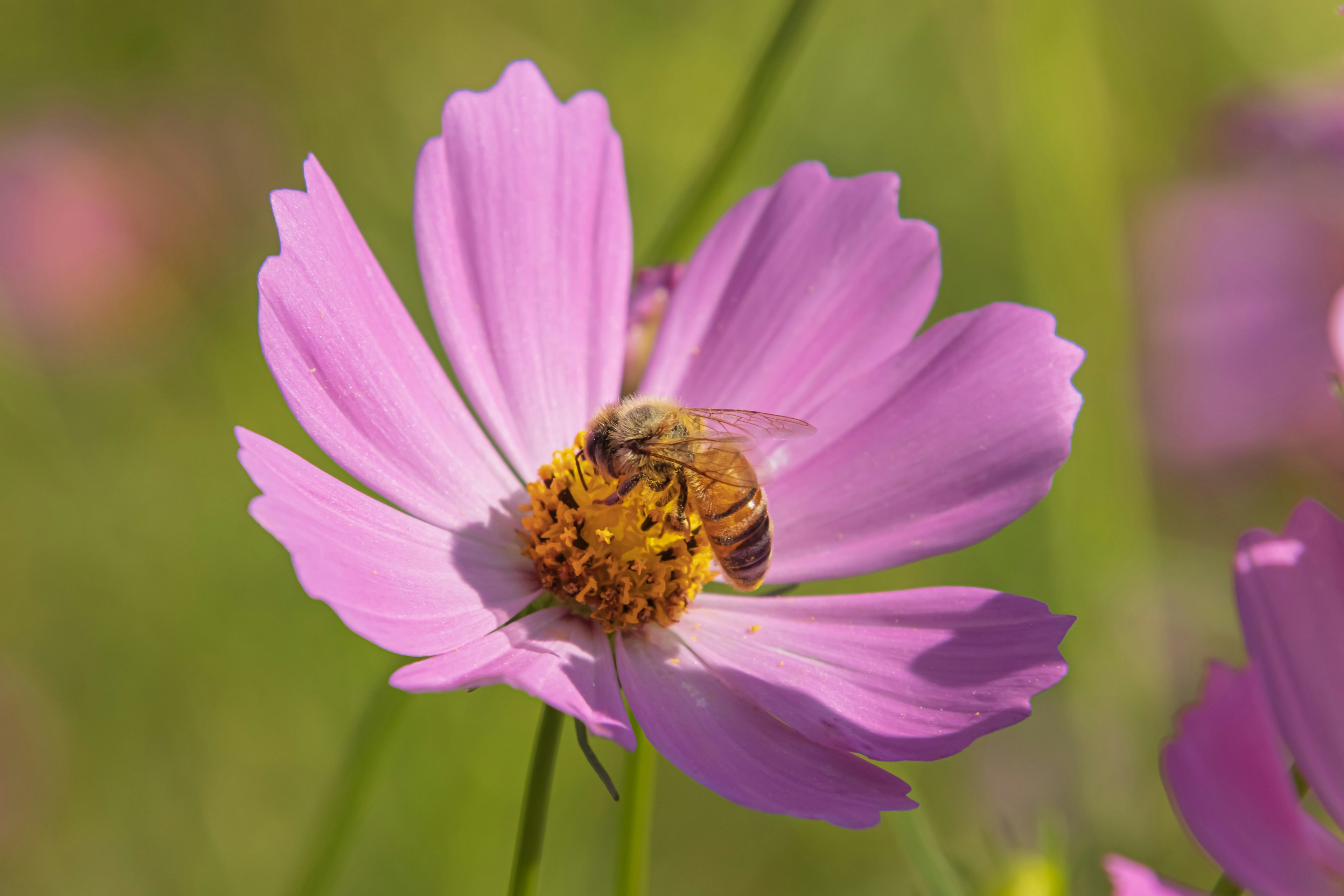 Abeja recolectando néctar en una flor de cosmos rosa