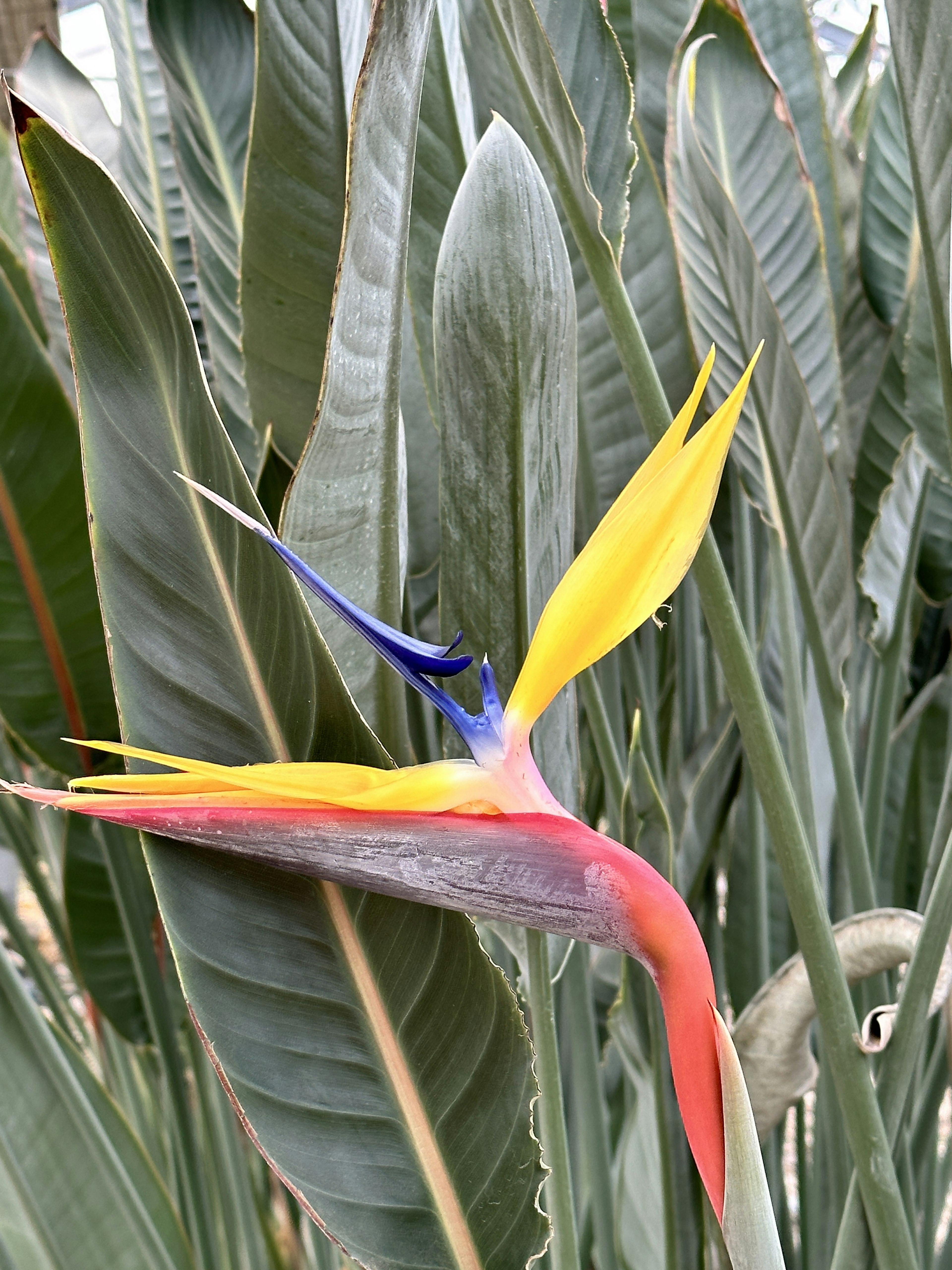 Flor de Strelitzia vibrante con hojas verdes