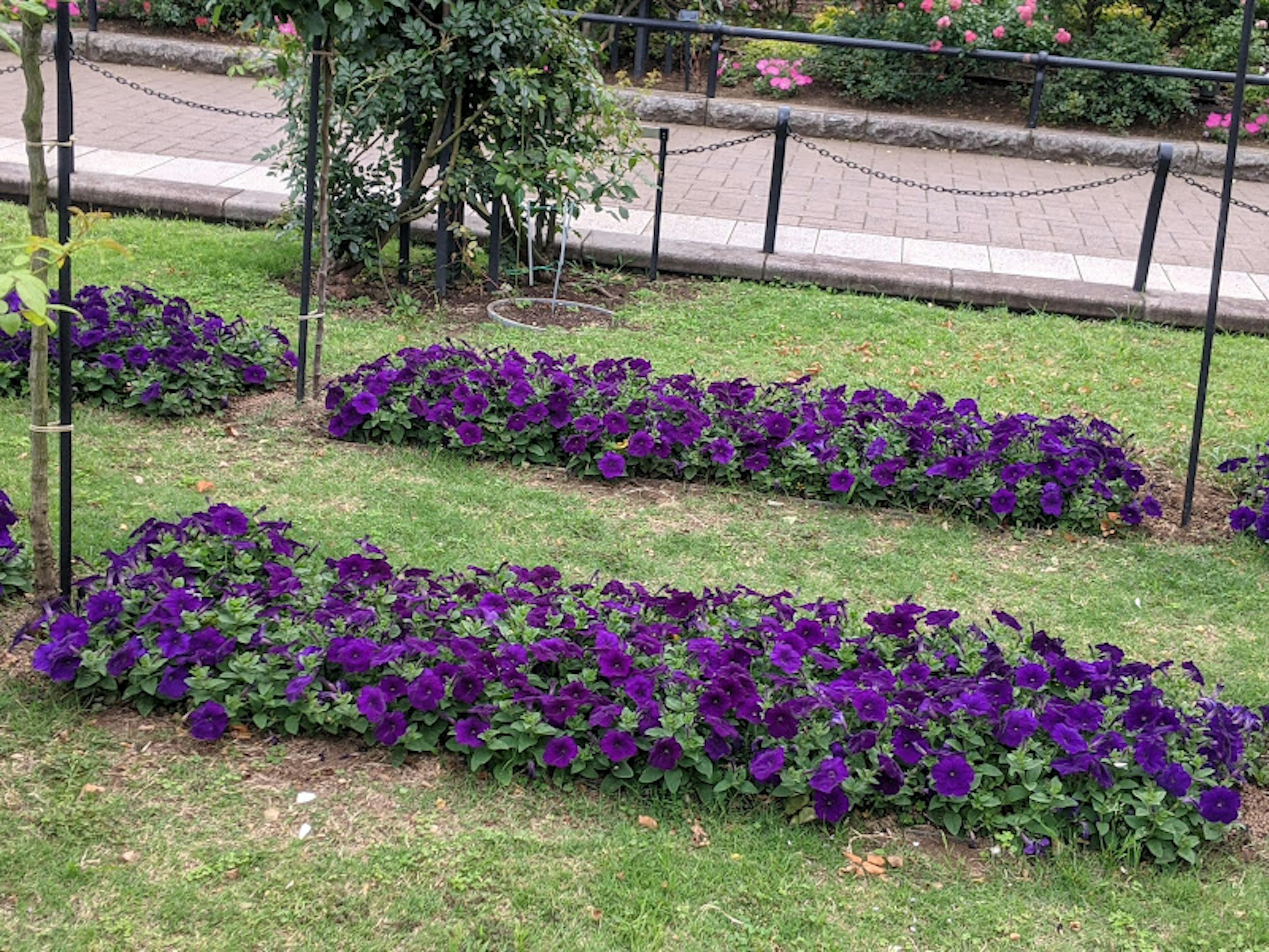 Reihen von lila Stiefmütterchen in einem Garten