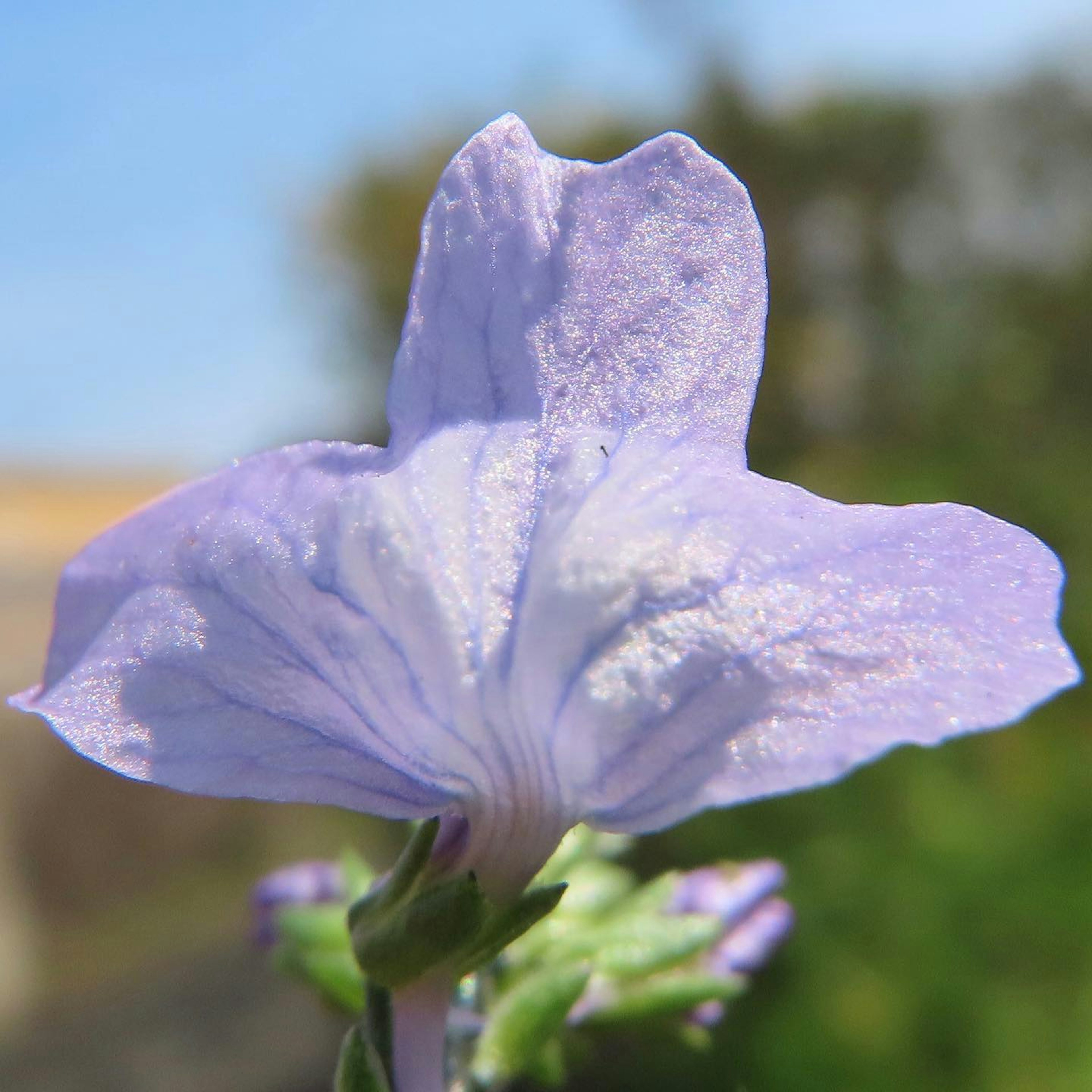 Acercamiento de una flor con pétalos morados claros