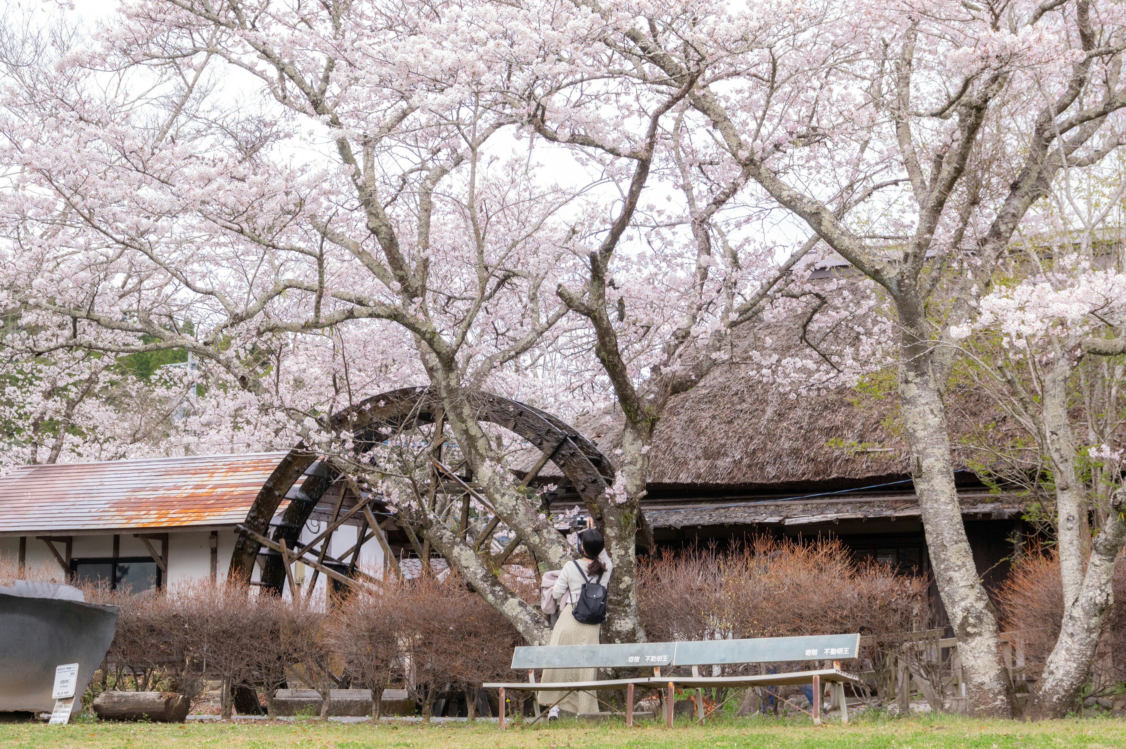 Scenic view of cherry blossom trees in a park with a bench and a waterwheel