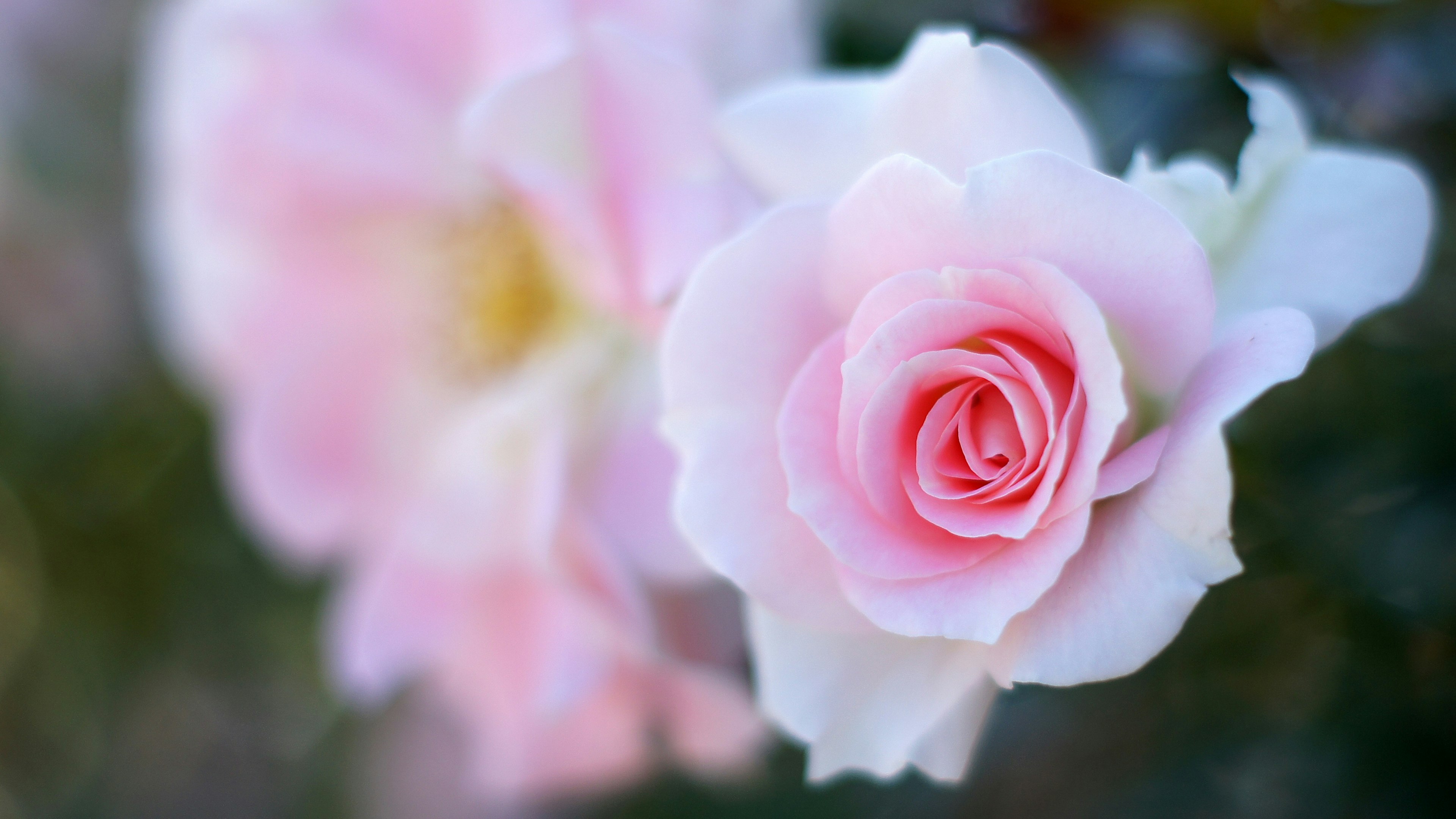 Sanfte rosa Rosenblüten in voller Blüte