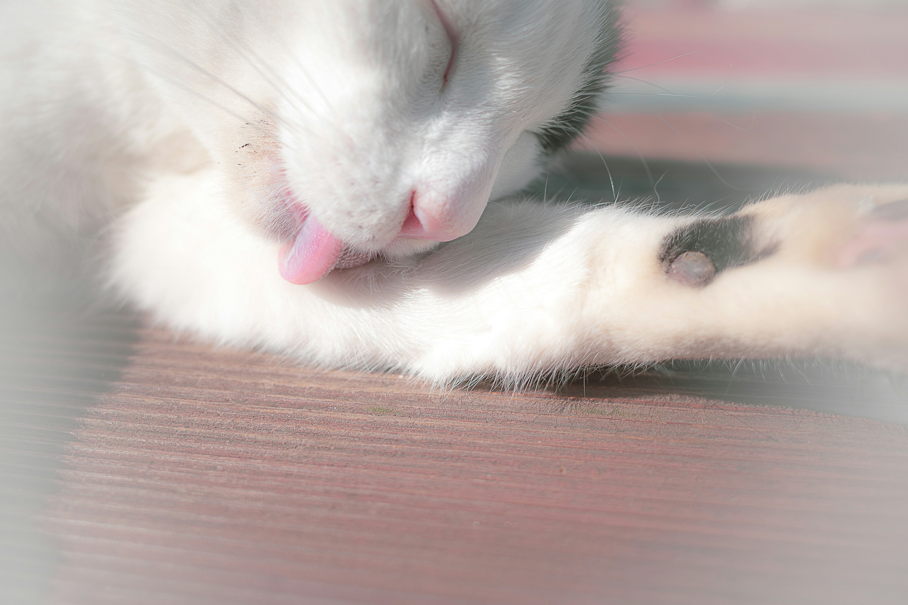 Un chat se lèche la patte avant dans une lumière douce