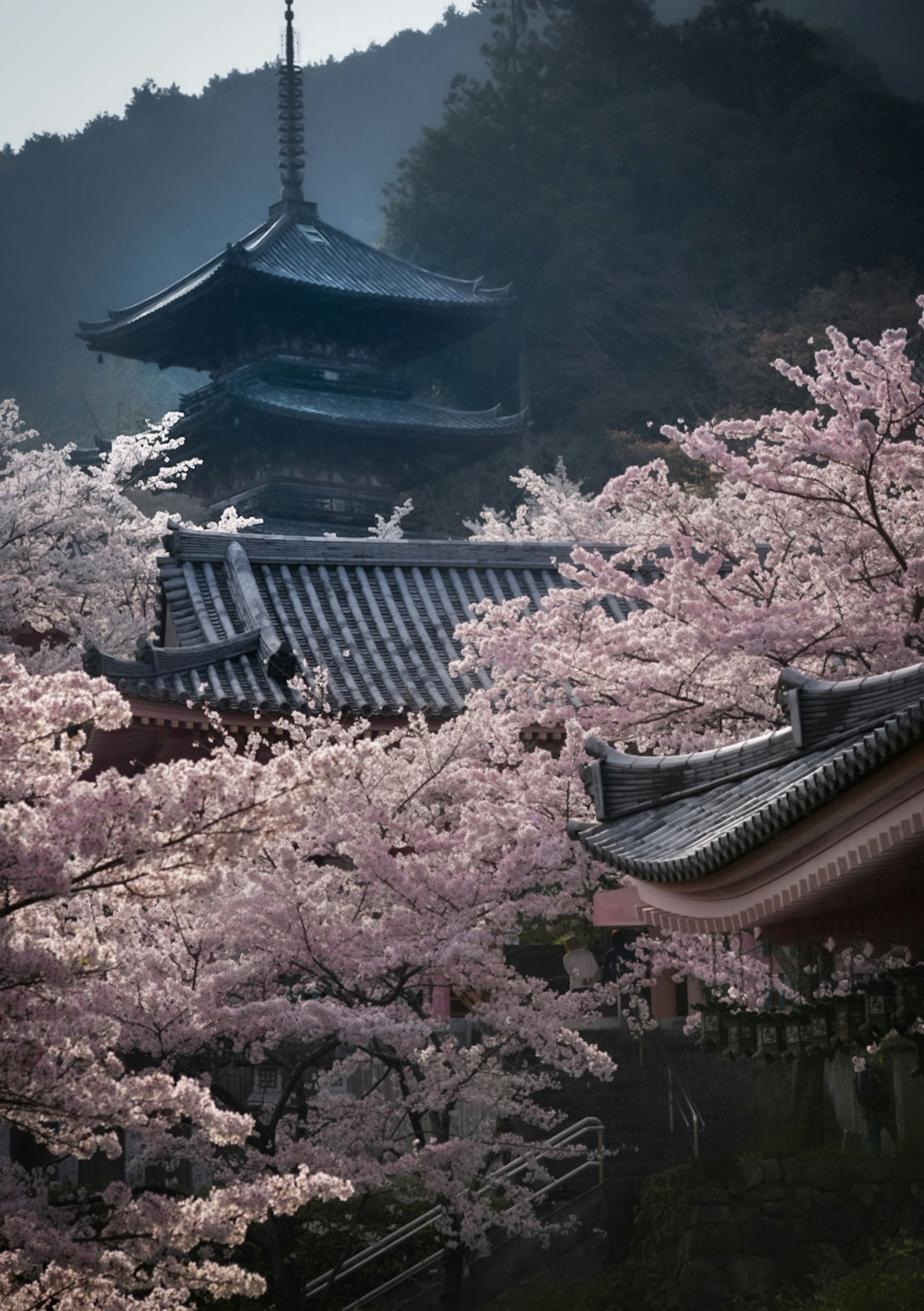 Vue pittoresque de cerisiers en fleurs entourant une architecture de temple traditionnel