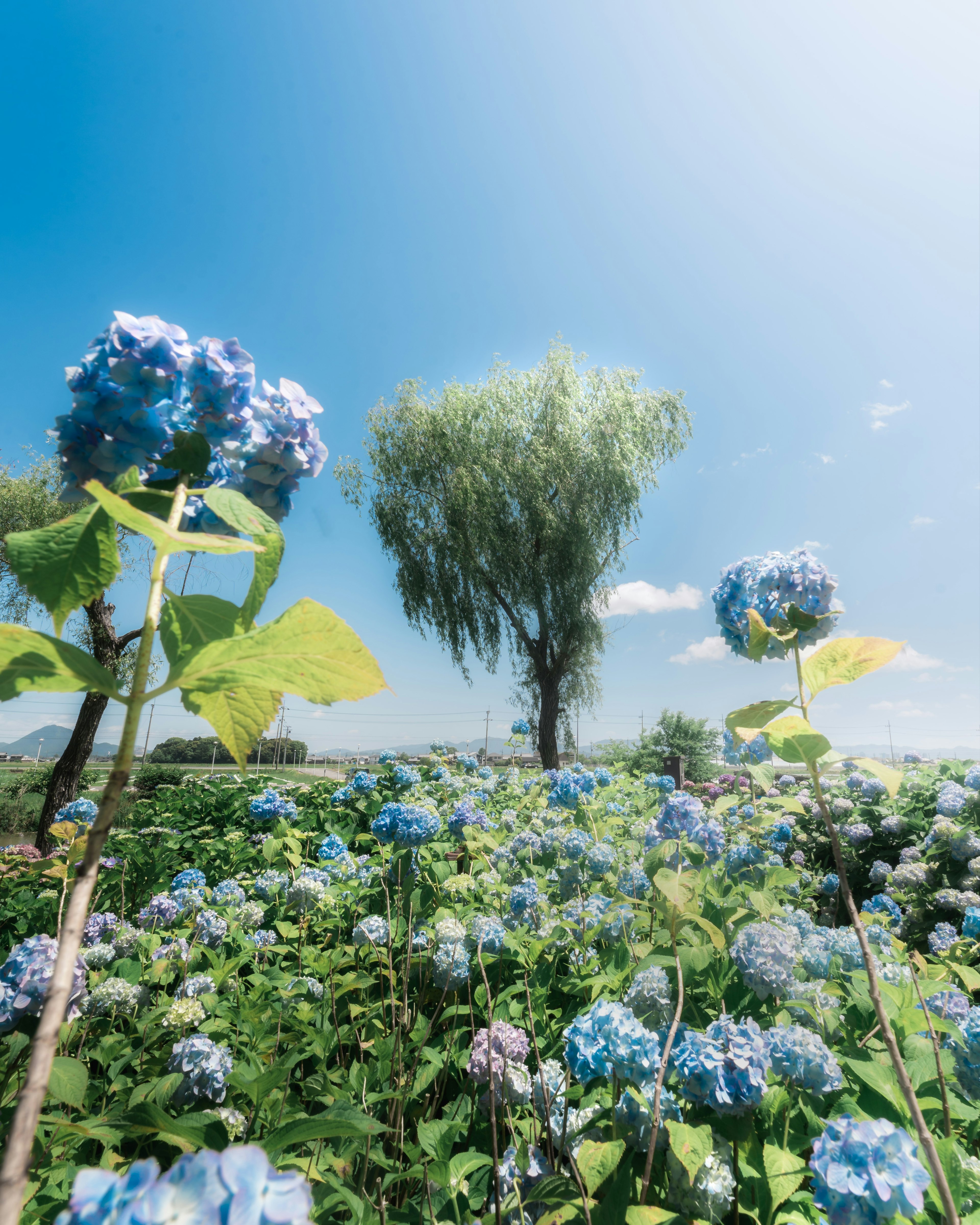 Paesaggio di fiori blu e un albero in un prato verde