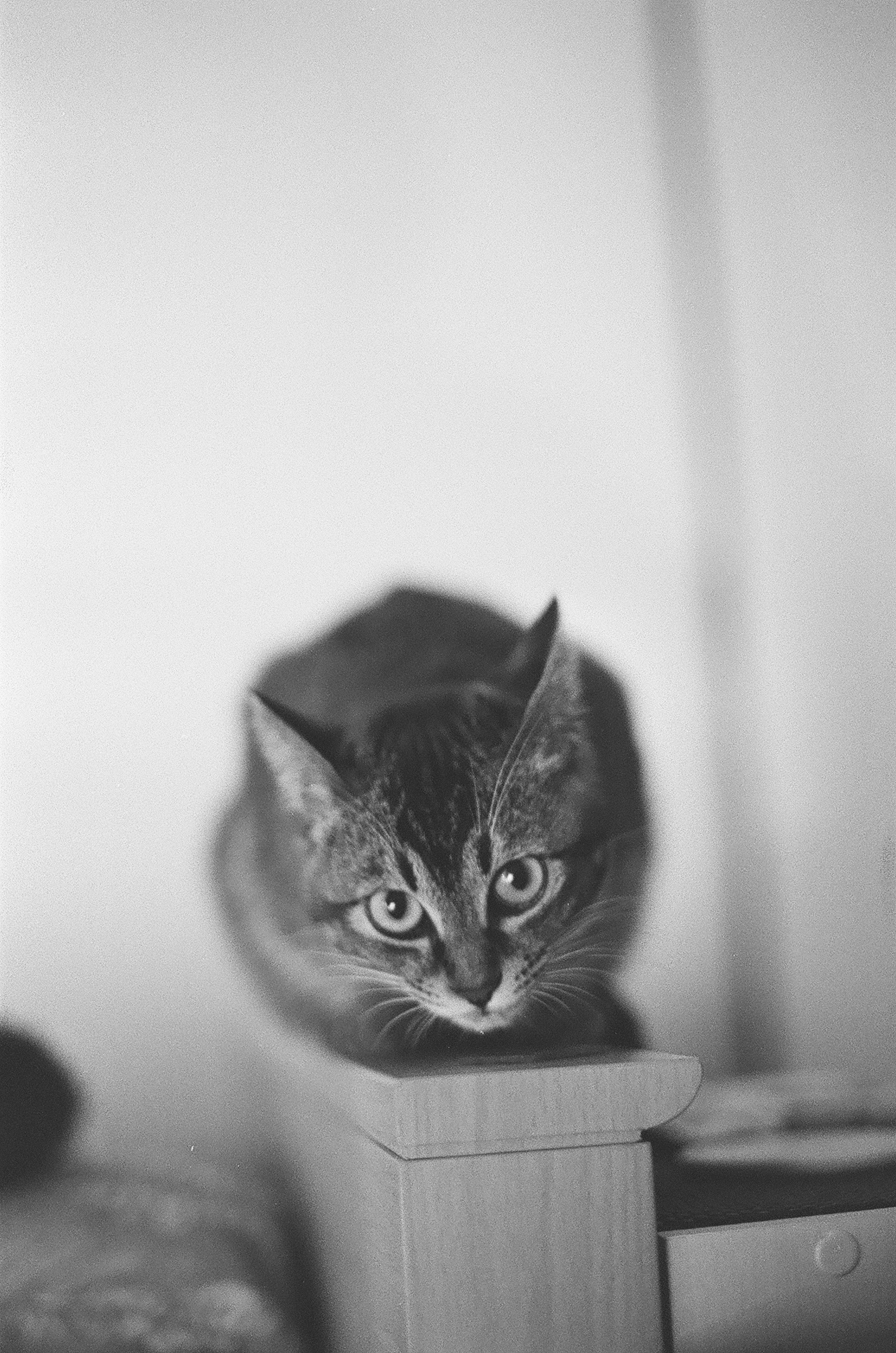 Un chat noir et blanc perché sur une surface en bois