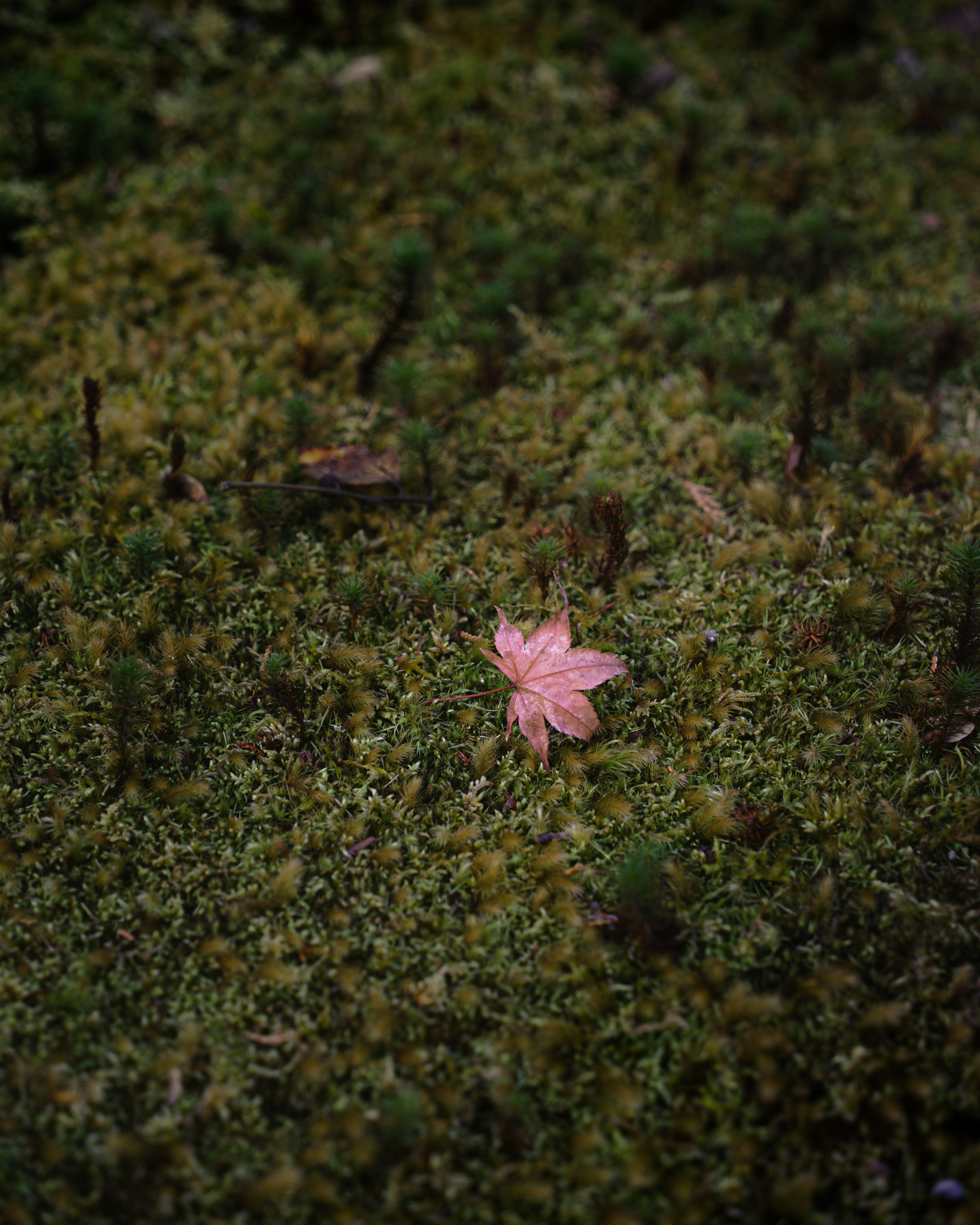 苔の上に落ちたピンク色の葉