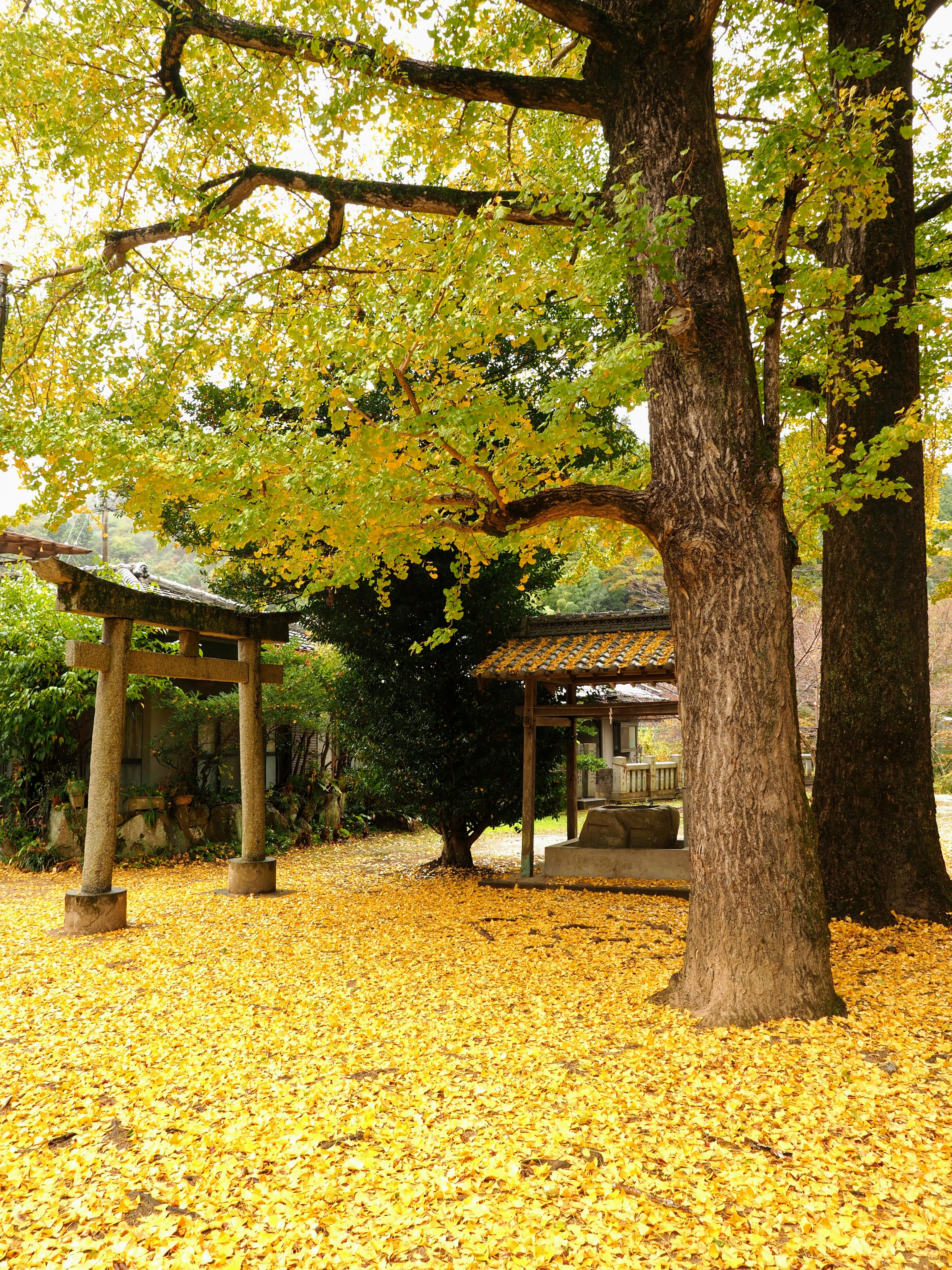 Ein großer Baum mit gelben Blättern und ein Torii in einem Schreinvorplatz, bedeckt mit gefallenen gelben Blättern