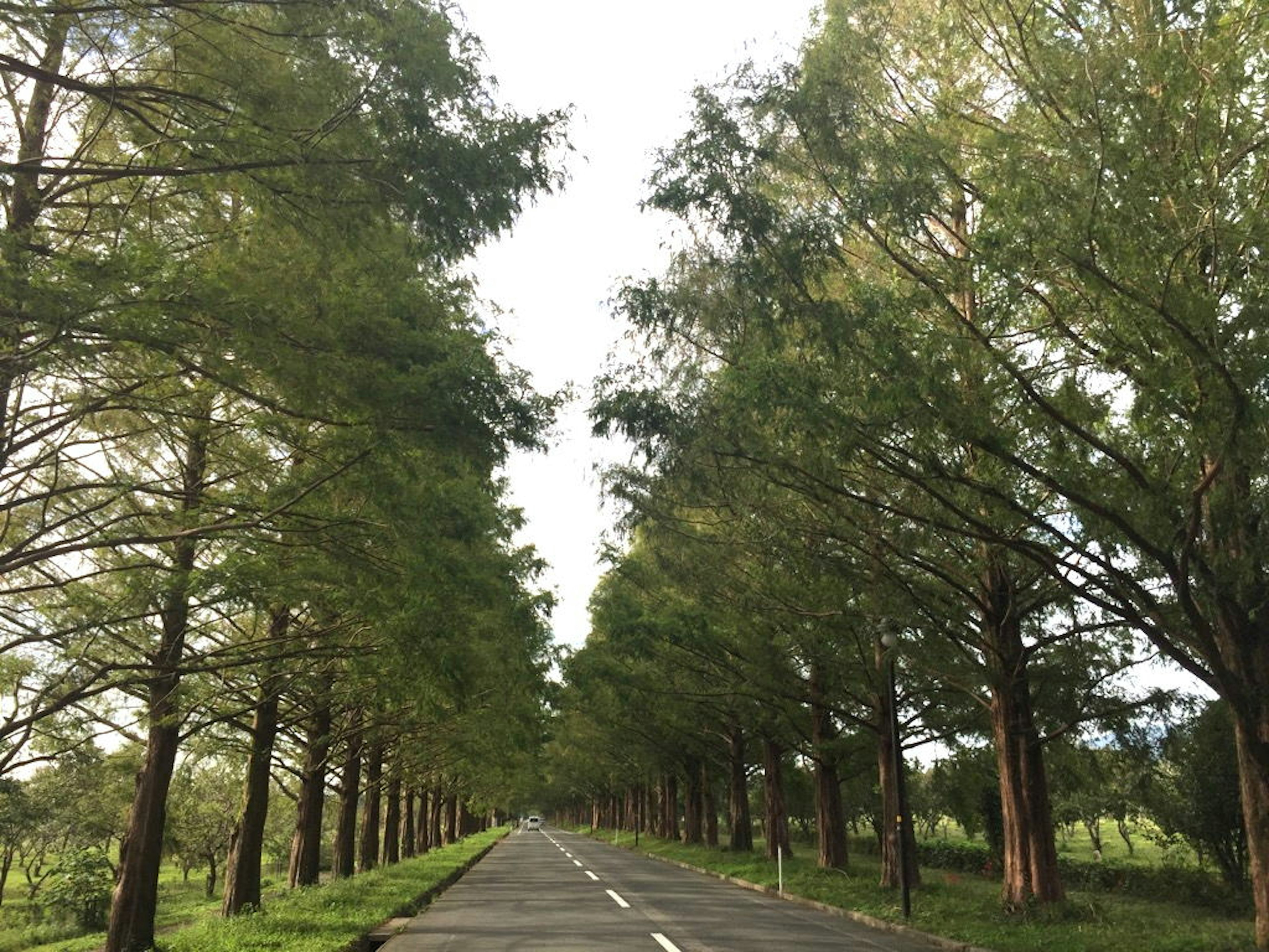 緑の木々に囲まれた静かな道路