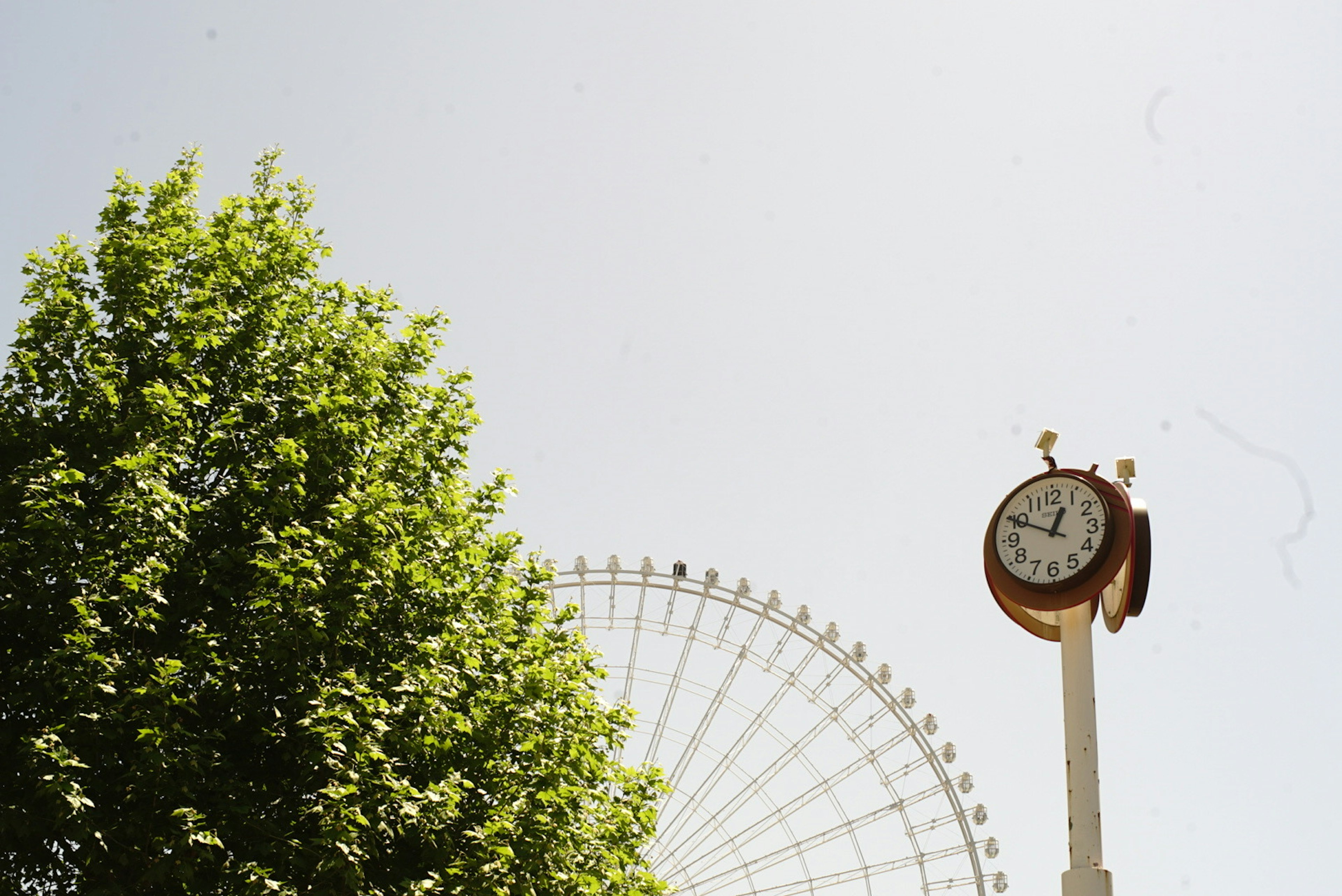 A scenic view featuring a green tree and a clock tower in front of a ferris wheel