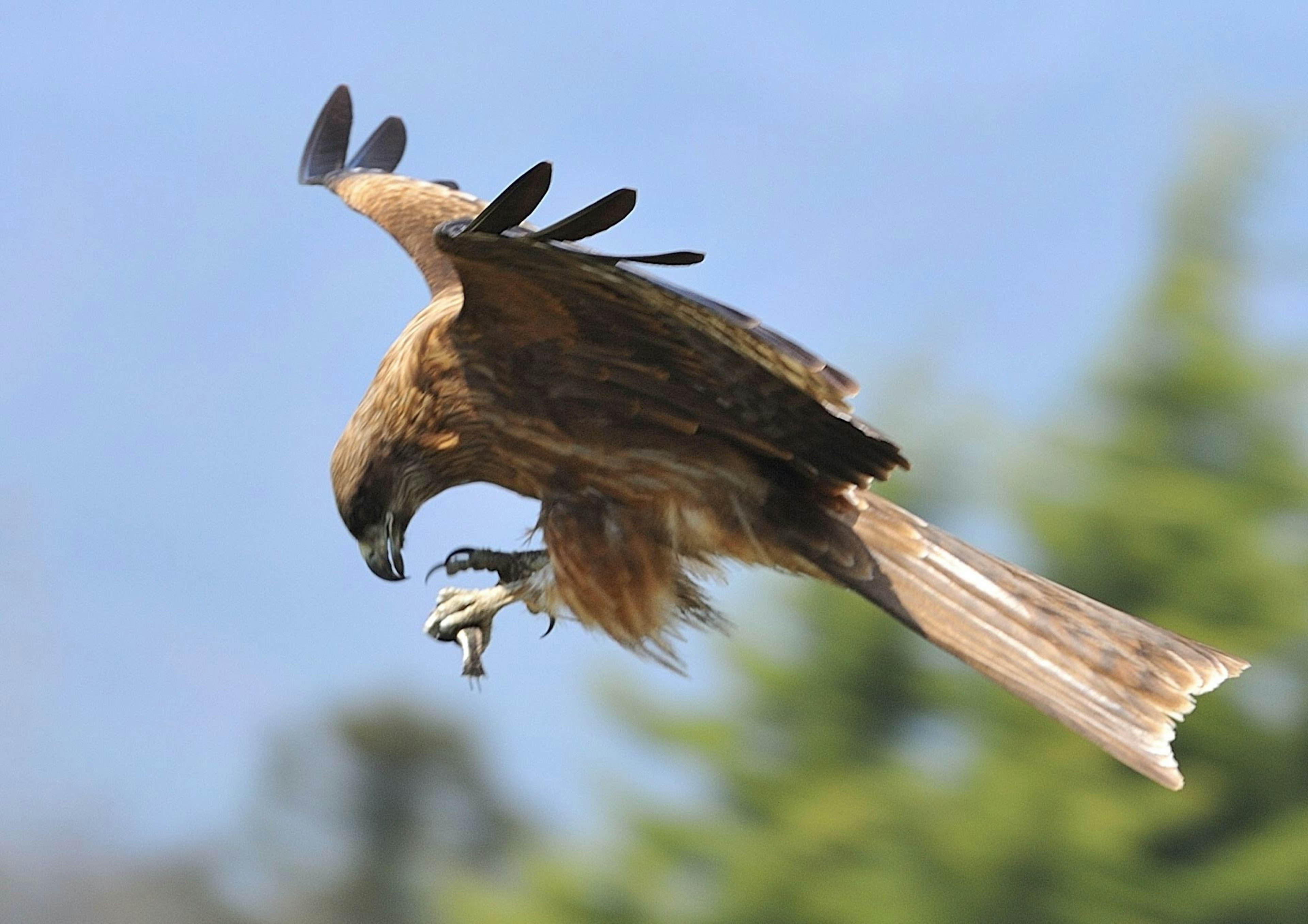 Un falco in volo che cerca di catturare una preda