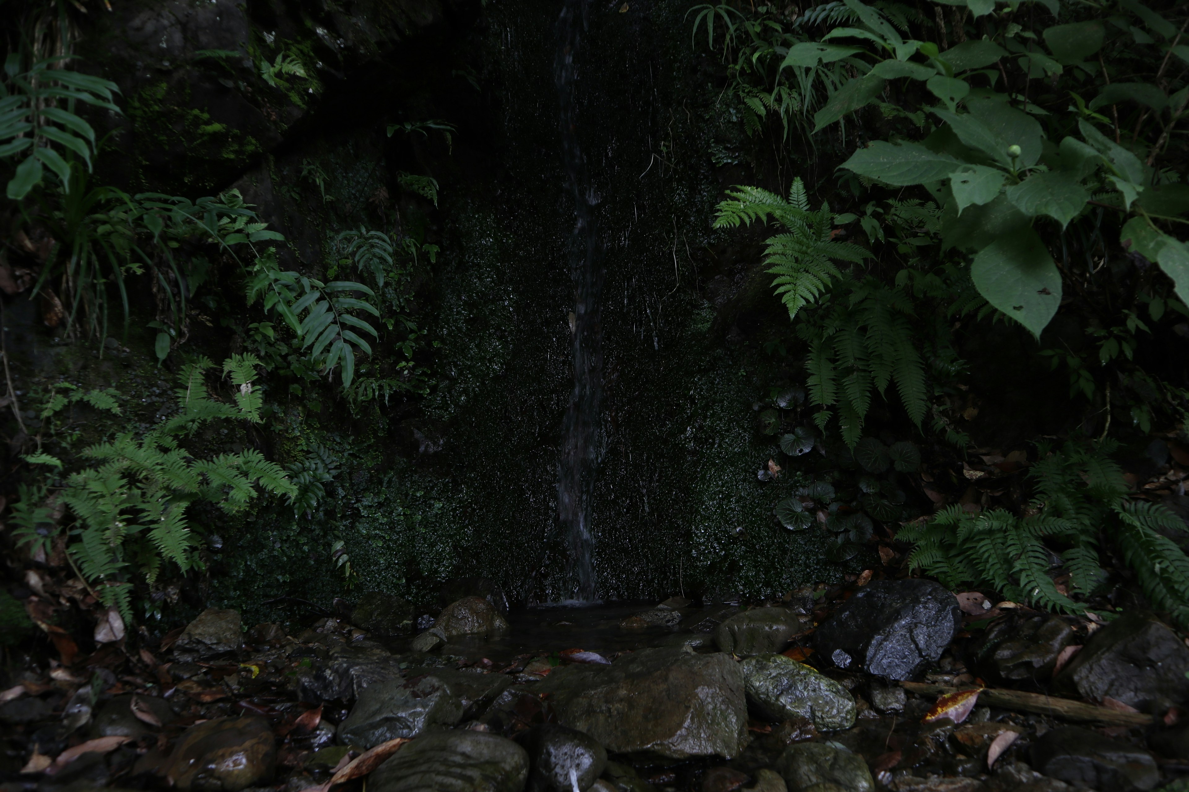 Una piccola cascata che scorre su rocce in una foresta lussureggiante