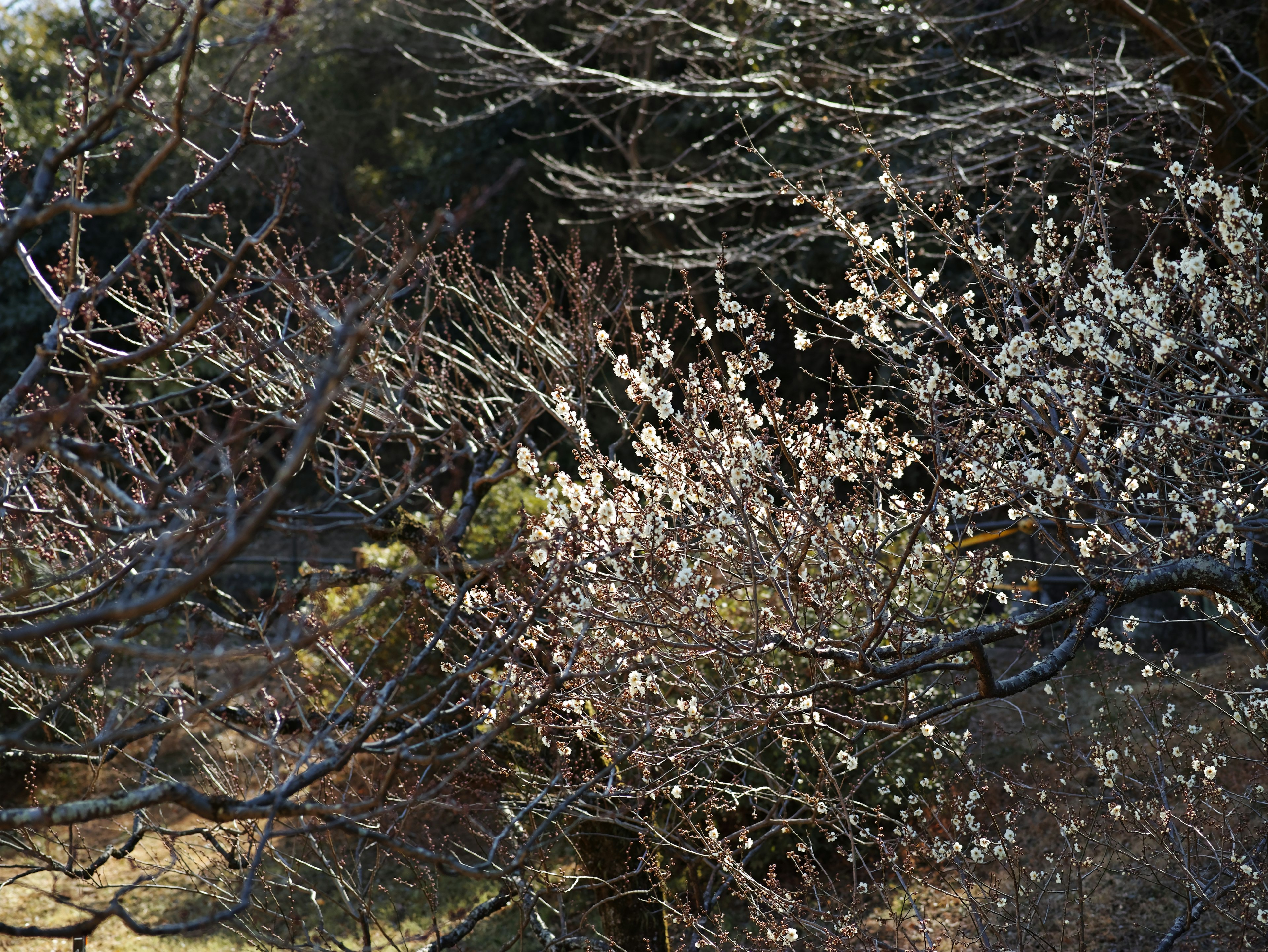 梅花盛開的風景和樹枝