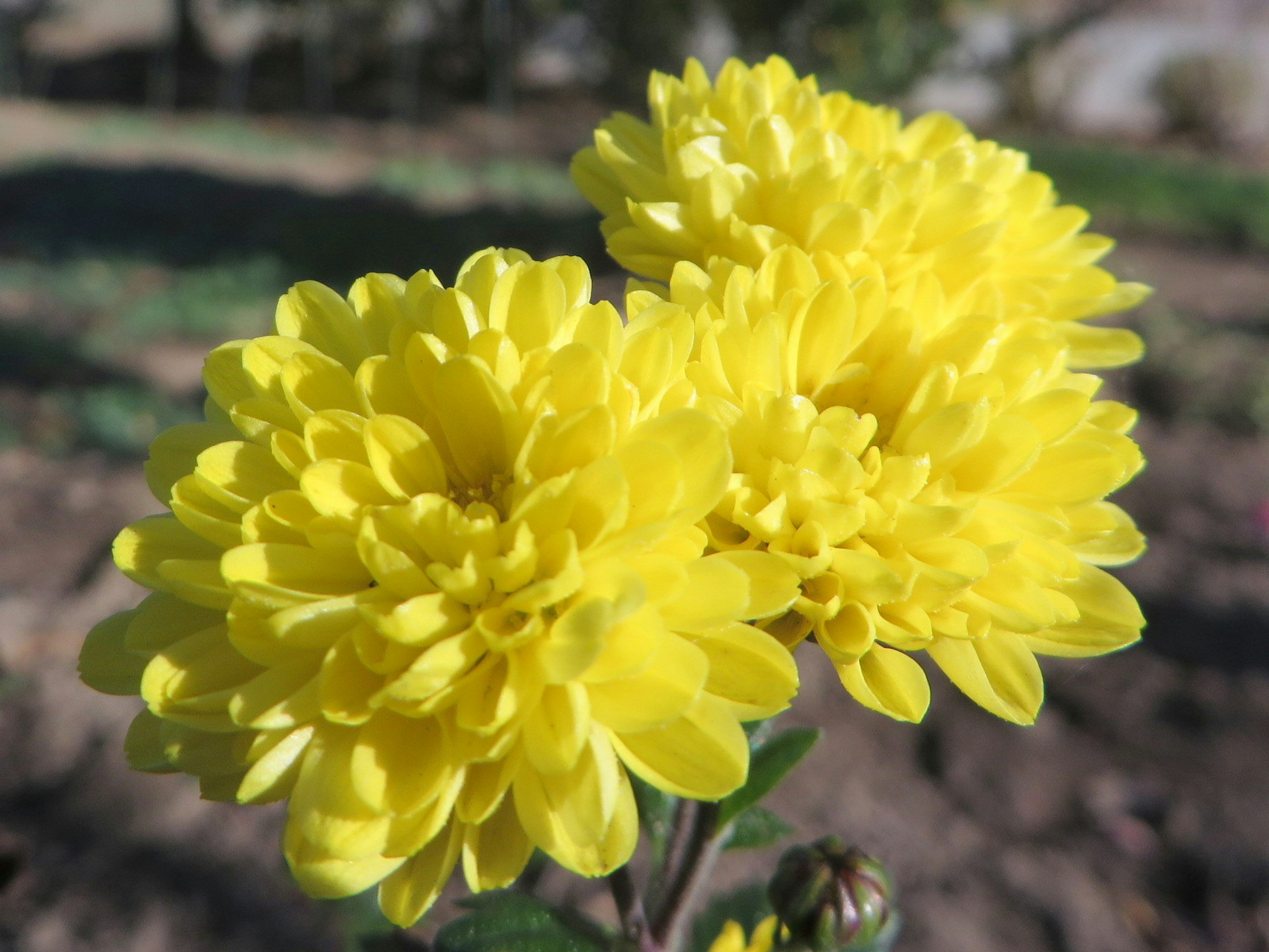 Close-up of vibrant yellow chrysanthemums blooming in sunlight