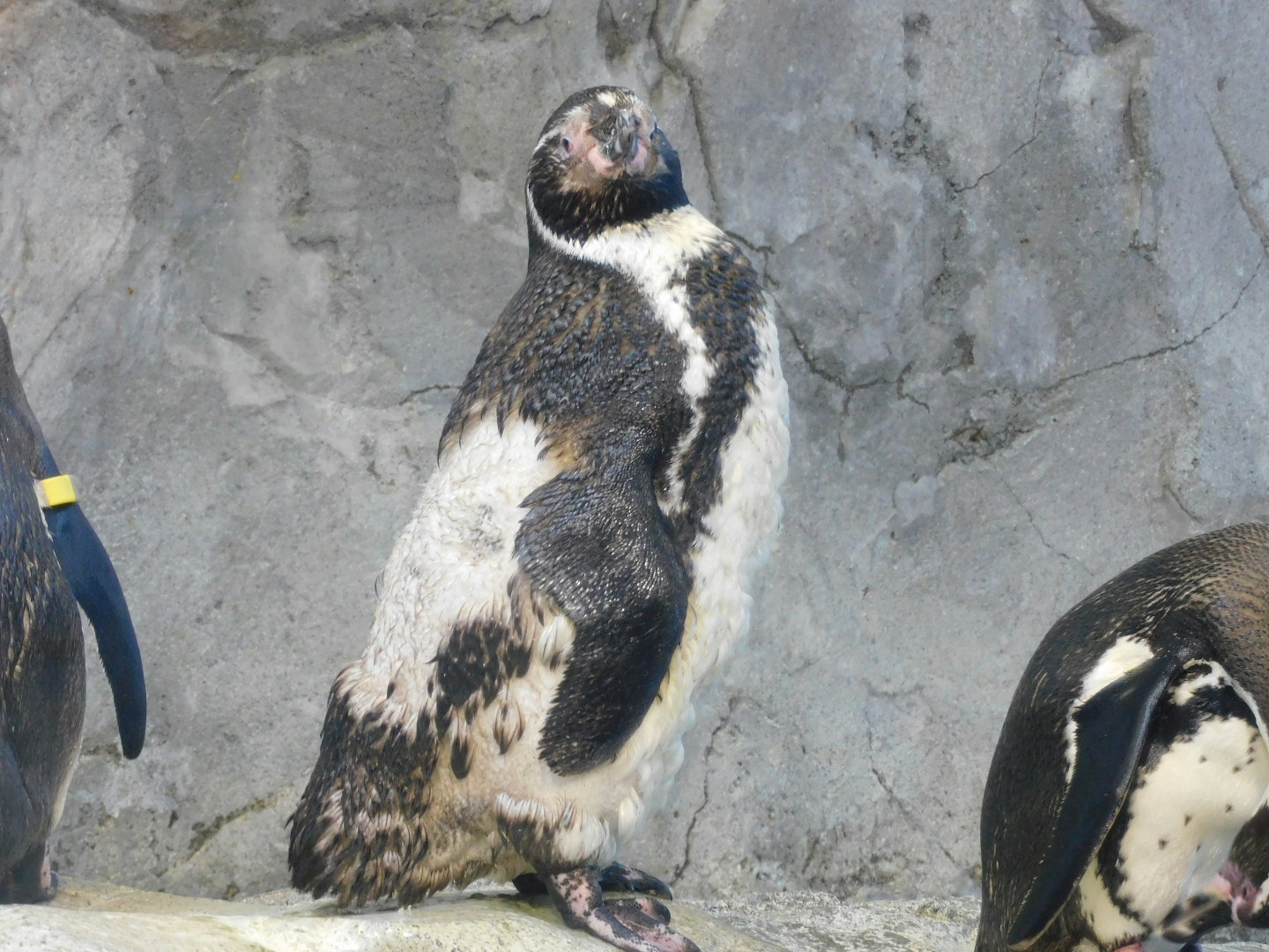 A penguin standing upright with a rocky background