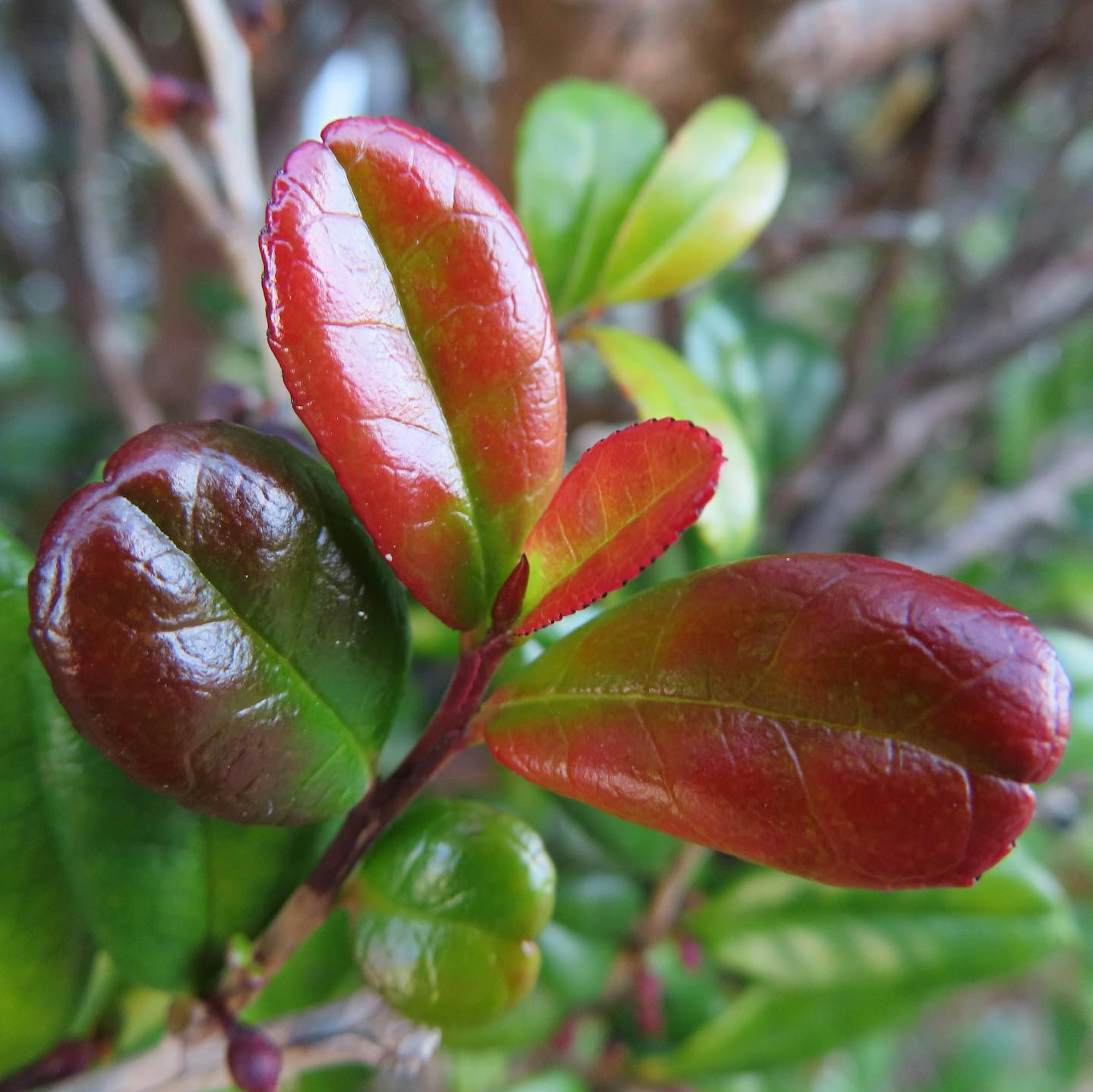 Gambar close-up daun hijau dan merah daun mengkilap