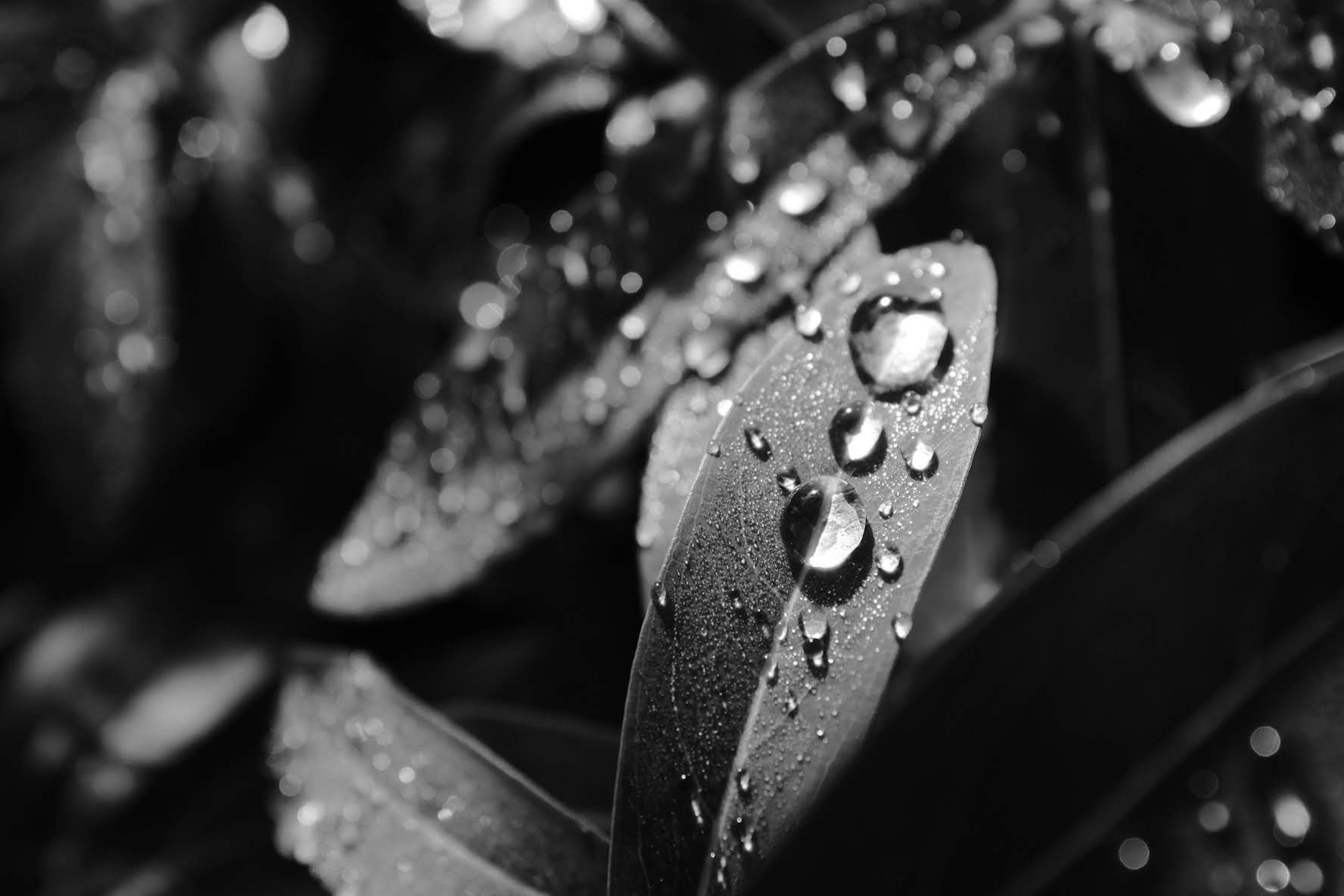 Acercamiento a hojas negras con gotas de agua