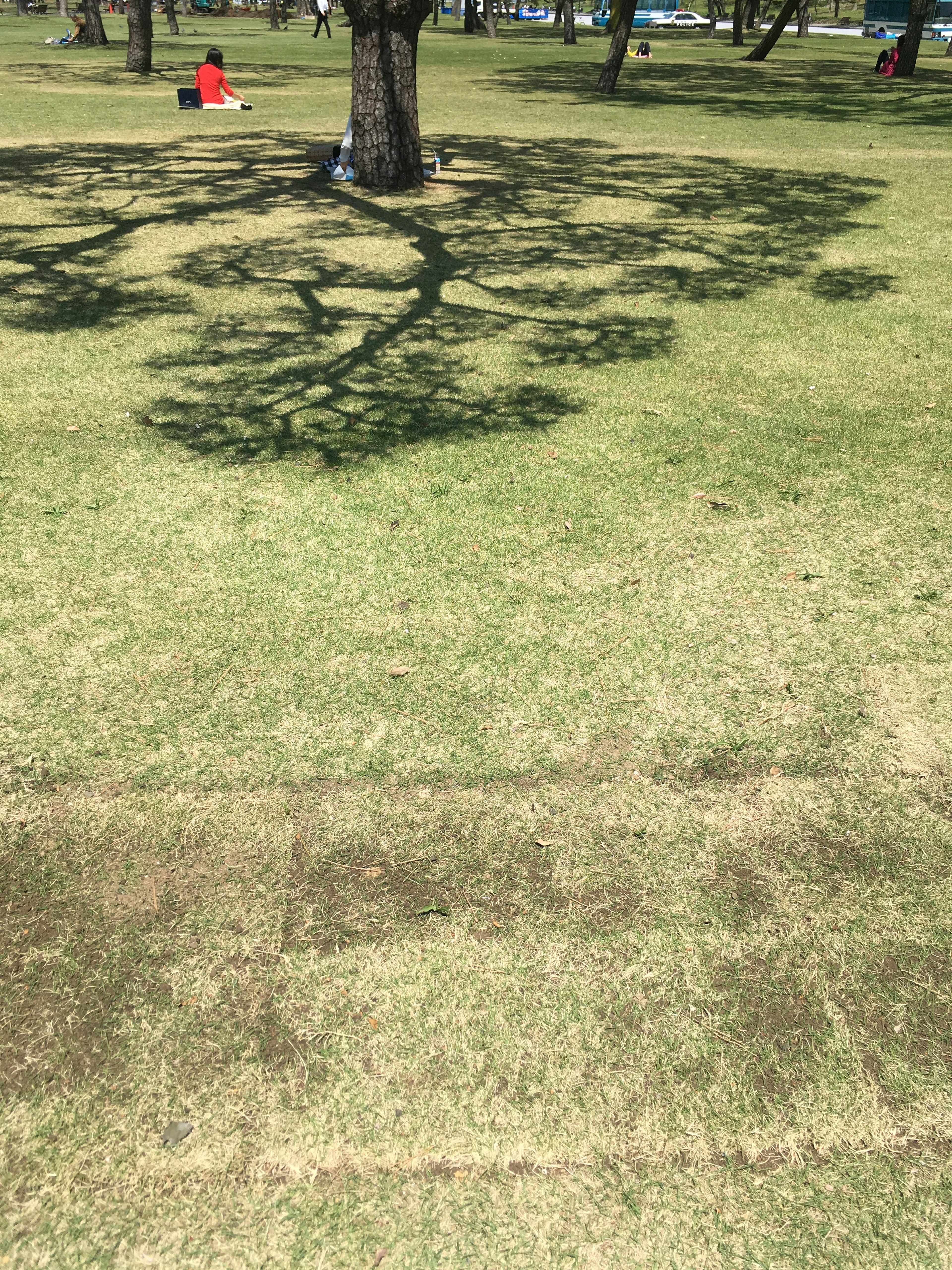 Tree shadow cast on grass with distinct patterns