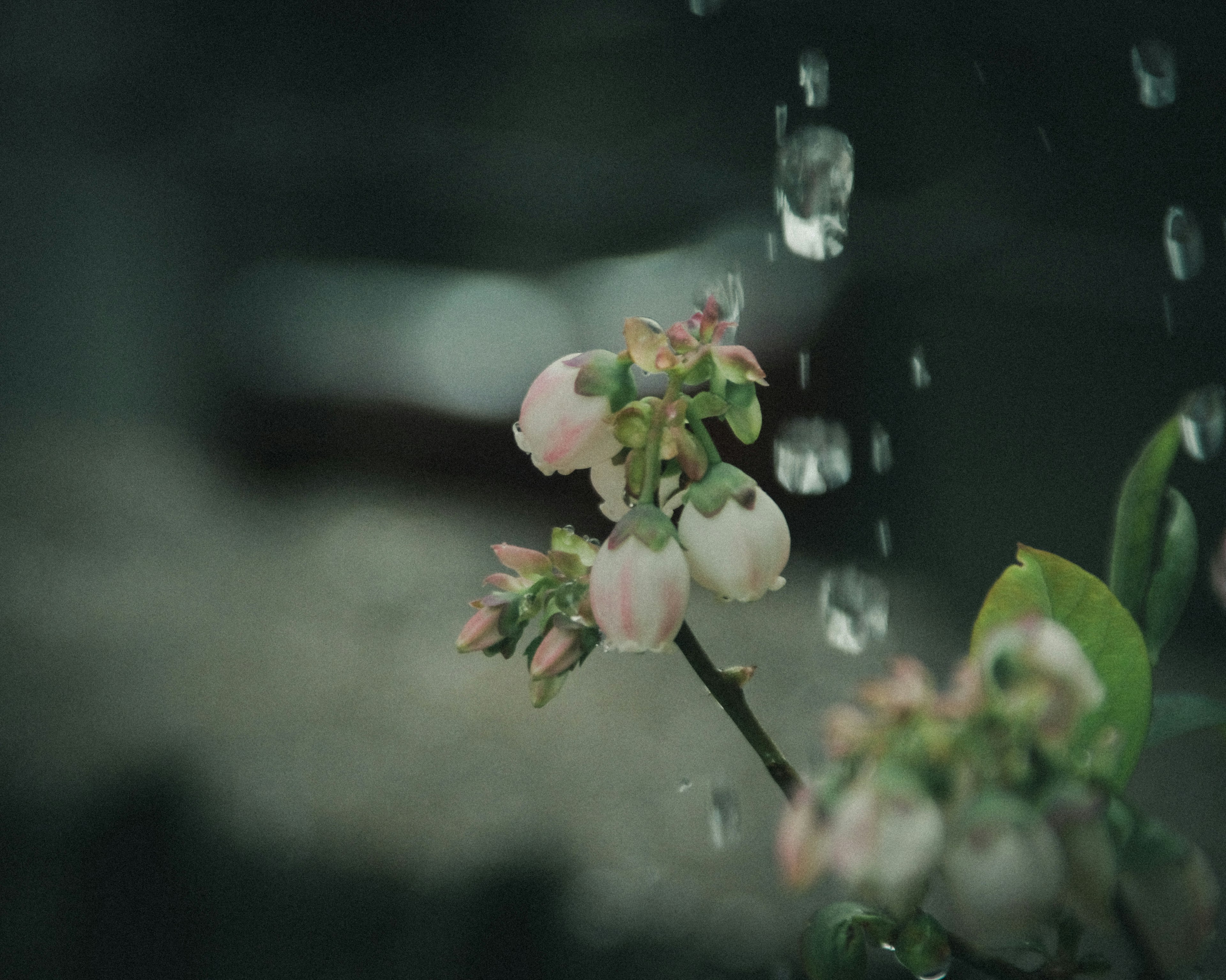 雨の中で咲くブルーベリーの花と実のクローズアップ