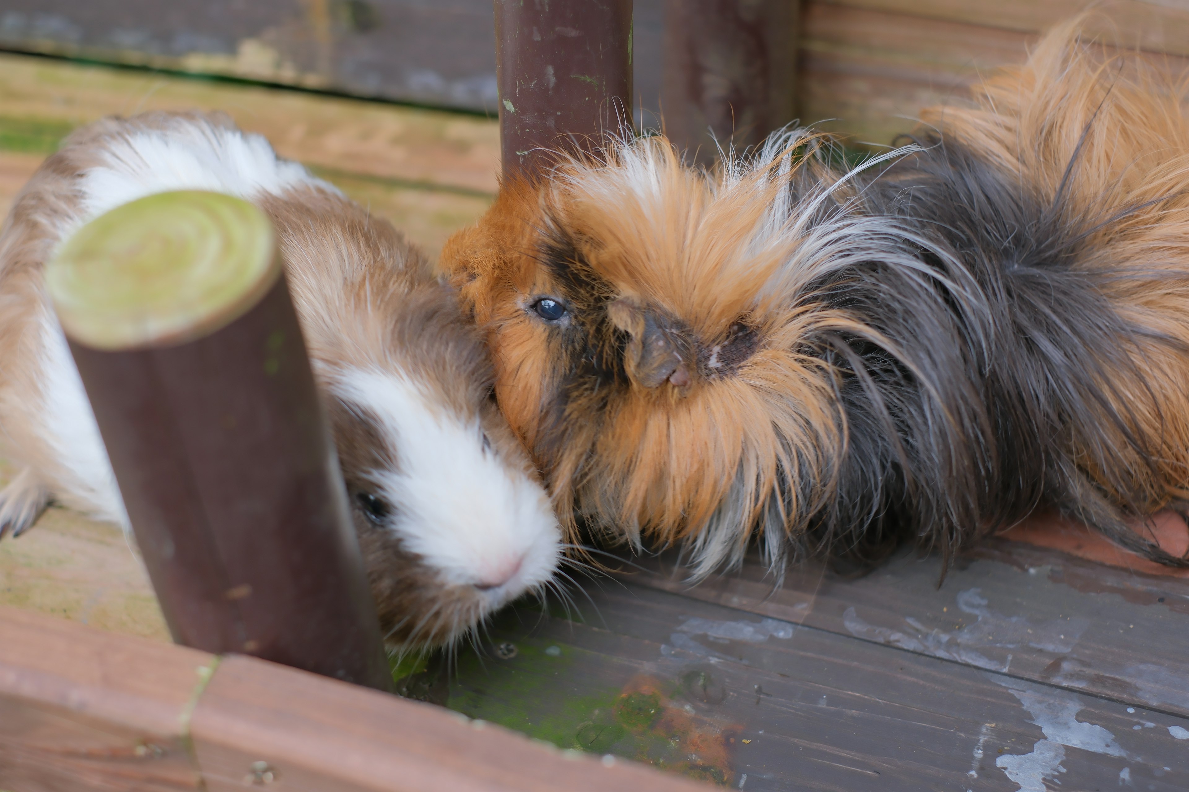 Zwei Meerschweinchen, die zusammen kuscheln