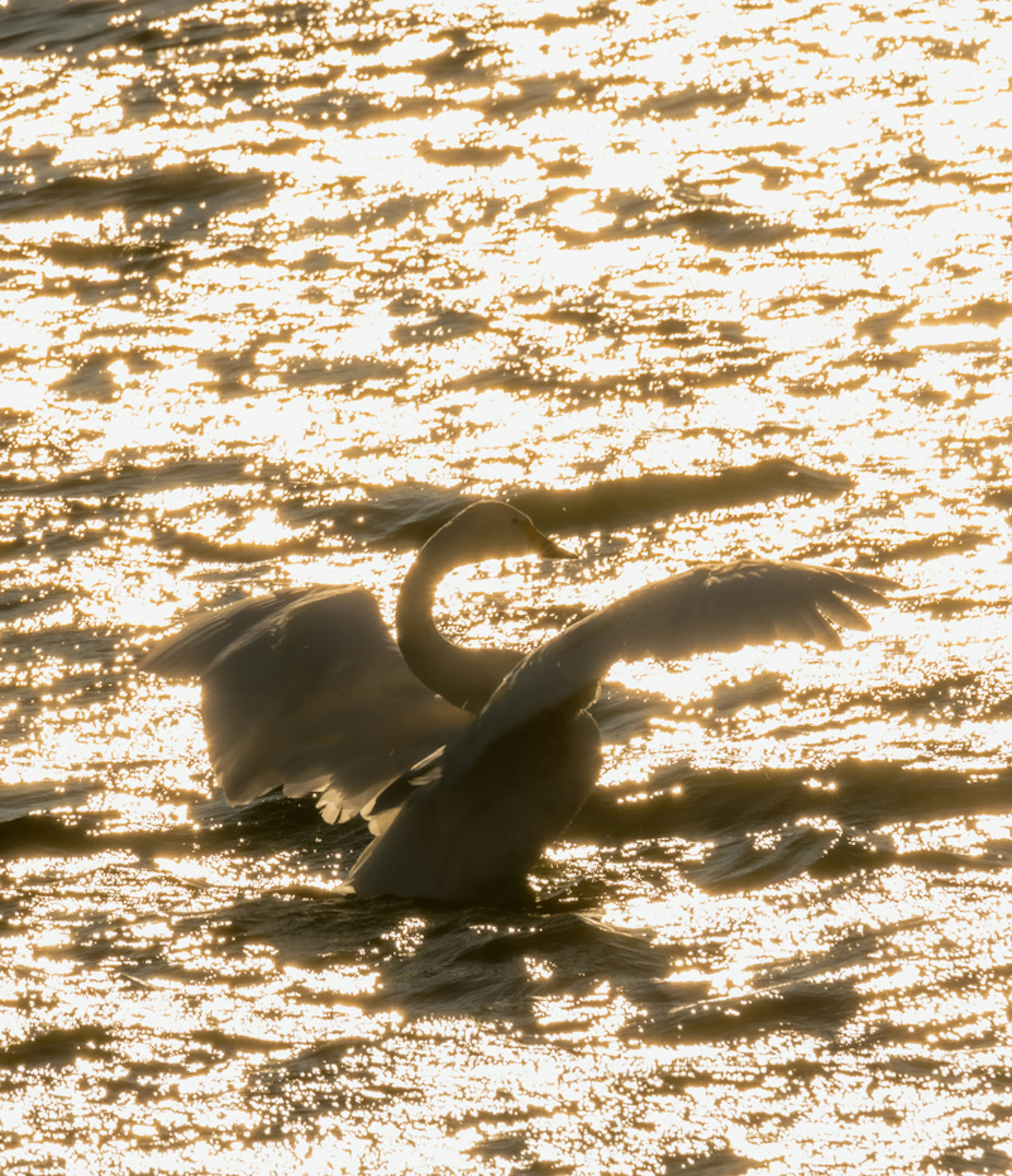 Silhouette eines Schwans, der seine Flügel auf einer schimmernden Wasseroberfläche ausbreitet