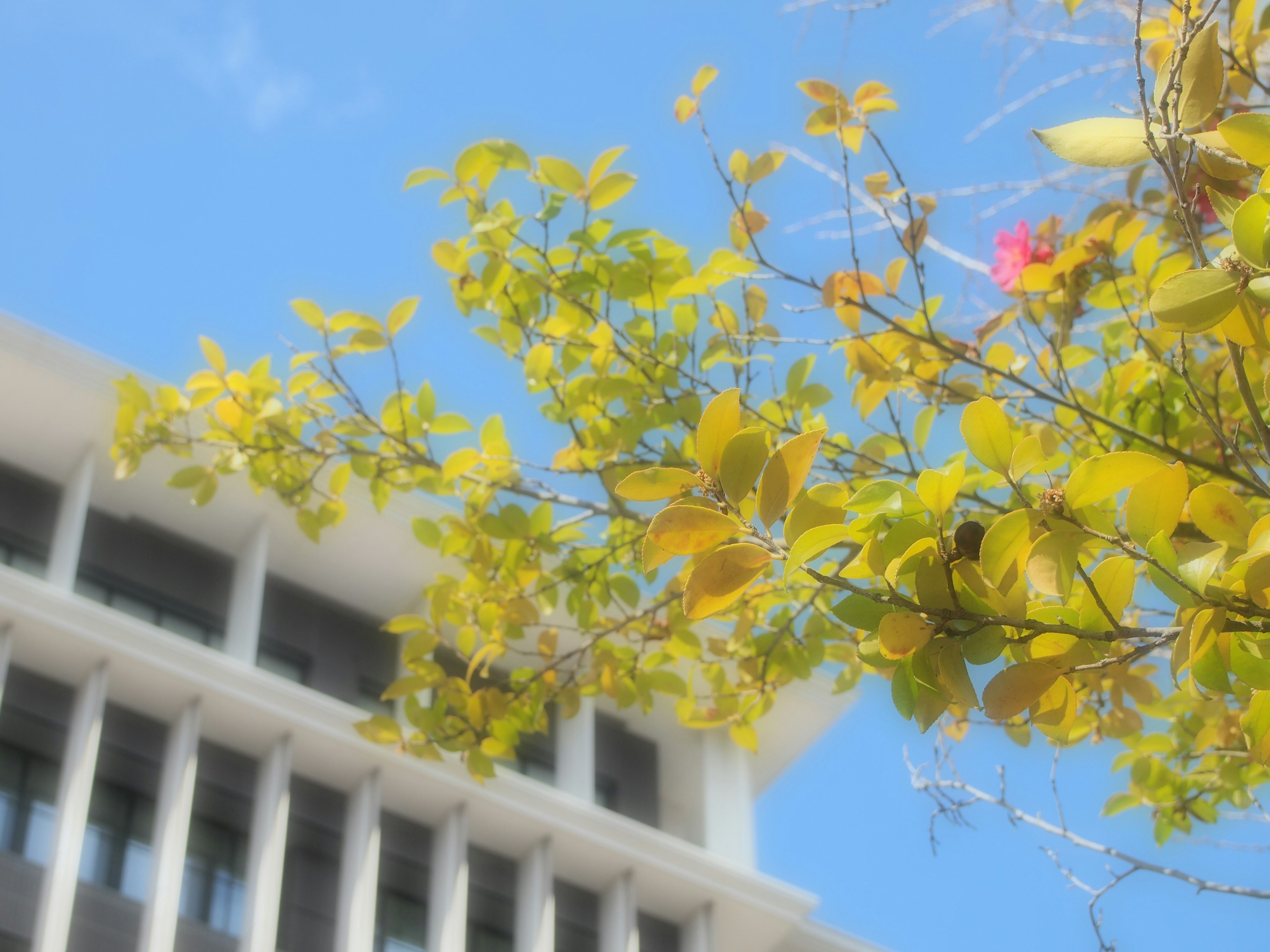 Tree with yellow leaves against a blue sky and part of a building