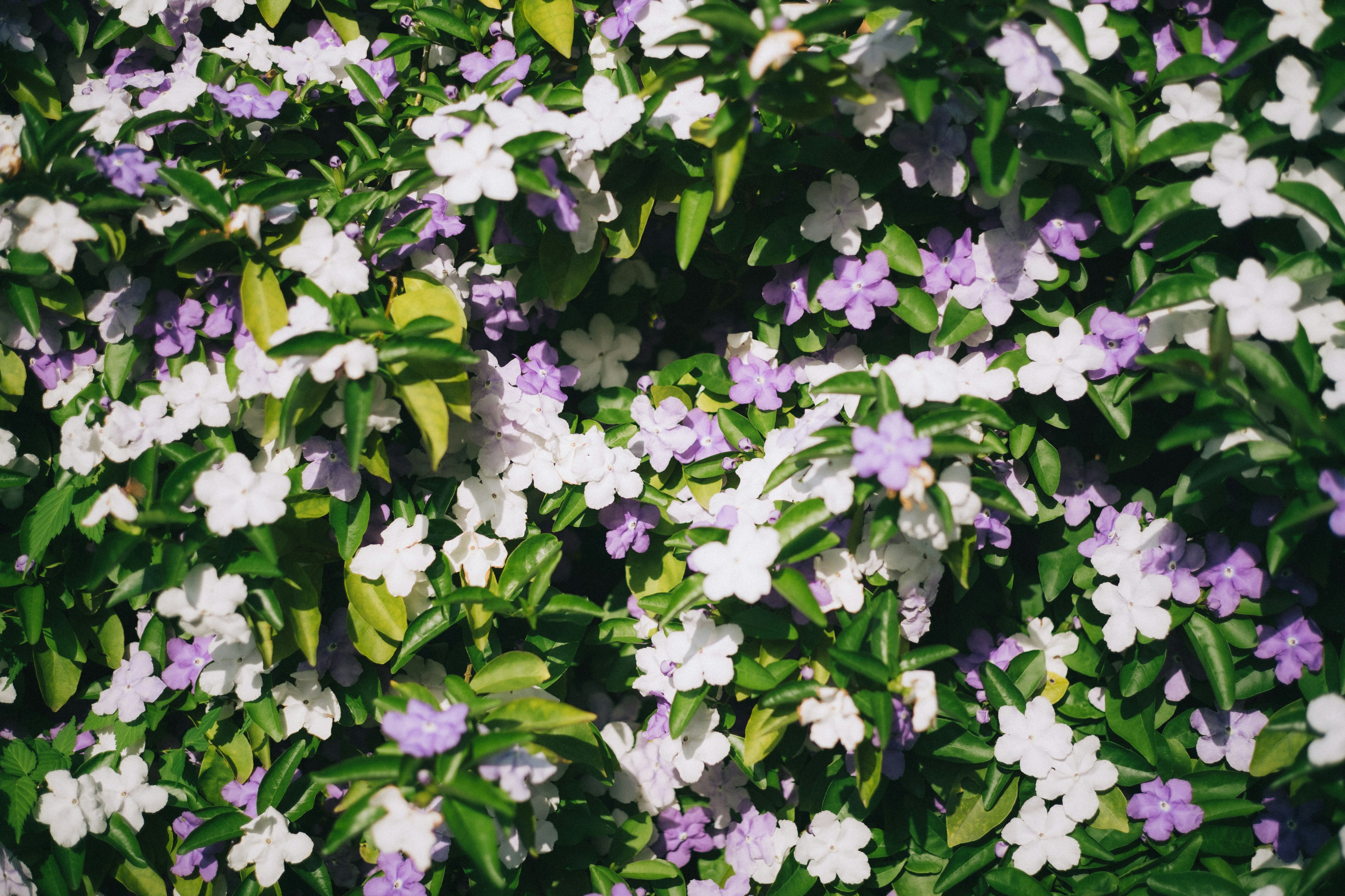 Flores moradas y blancas floreciendo sobre un fondo de hojas verdes