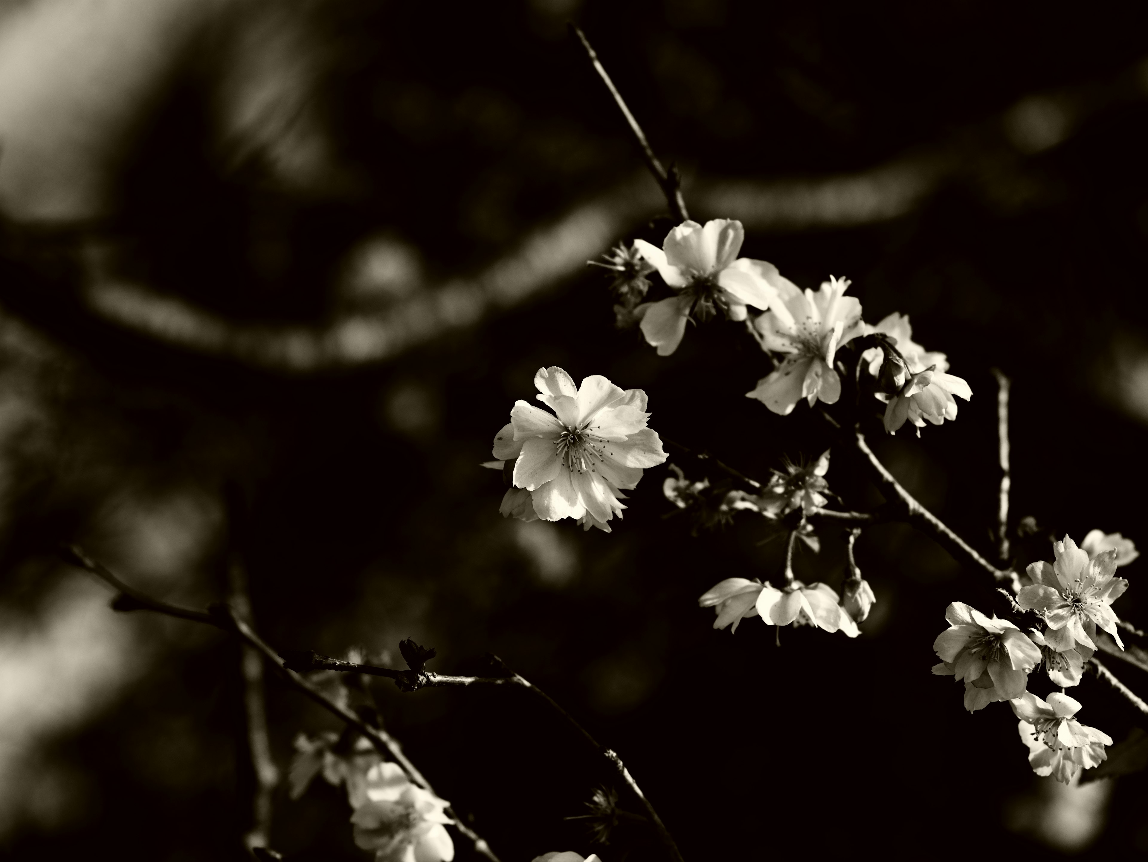 Close-up of cherry blossoms on a branch in black and white