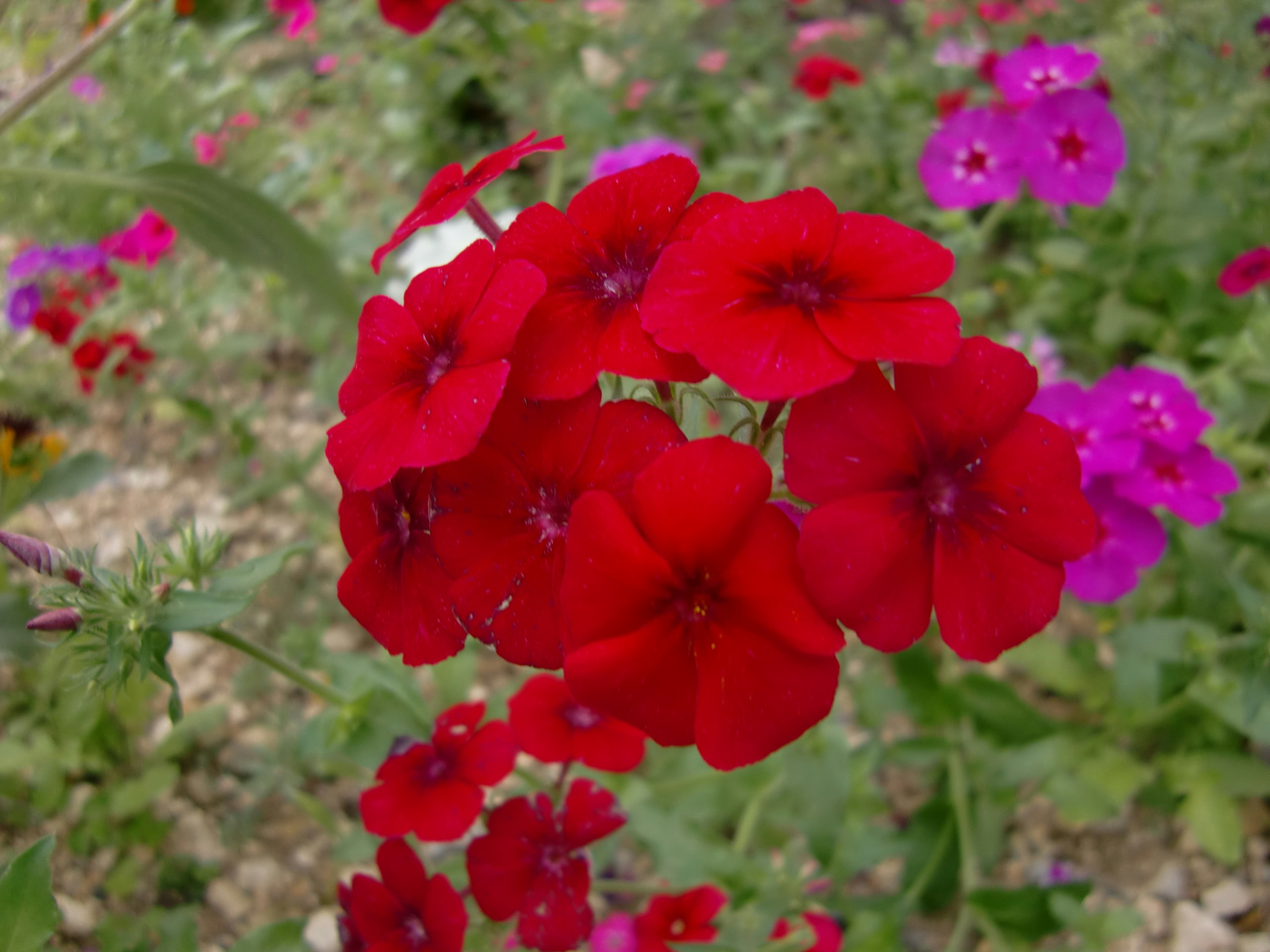 Fleurs de phlox rouges vives en fleurs dans un jardin