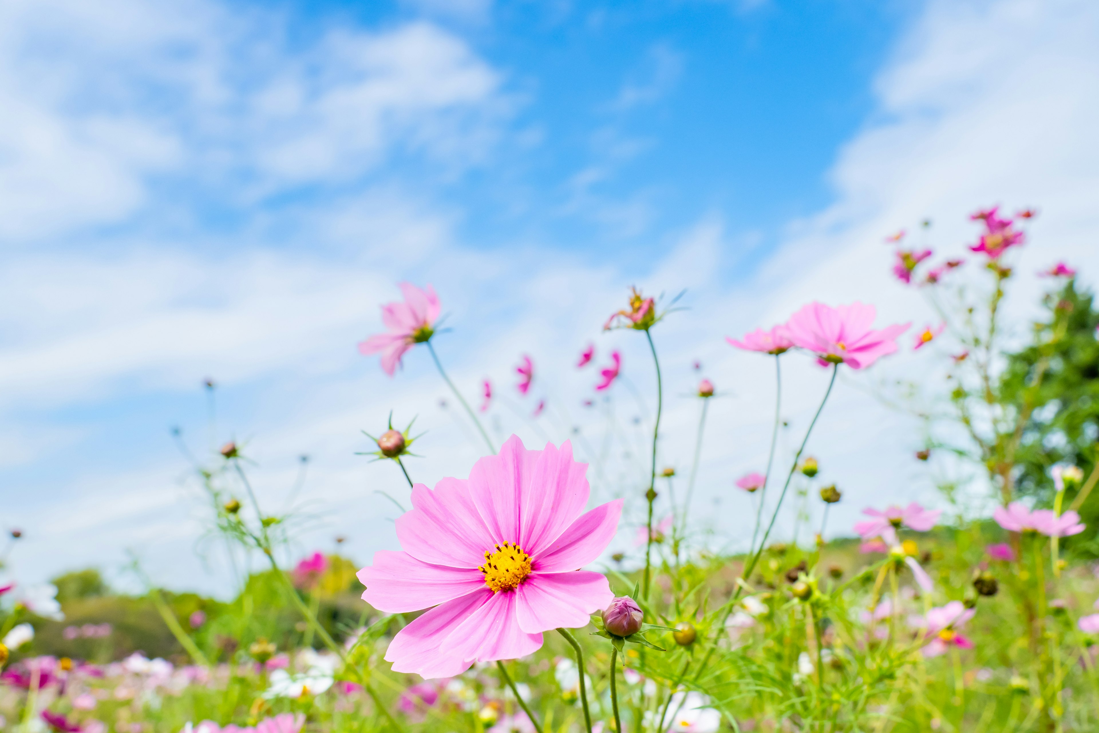 Rosa Kosmosblumen blühen unter einem blauen Himmel mit flauschigen Wolken