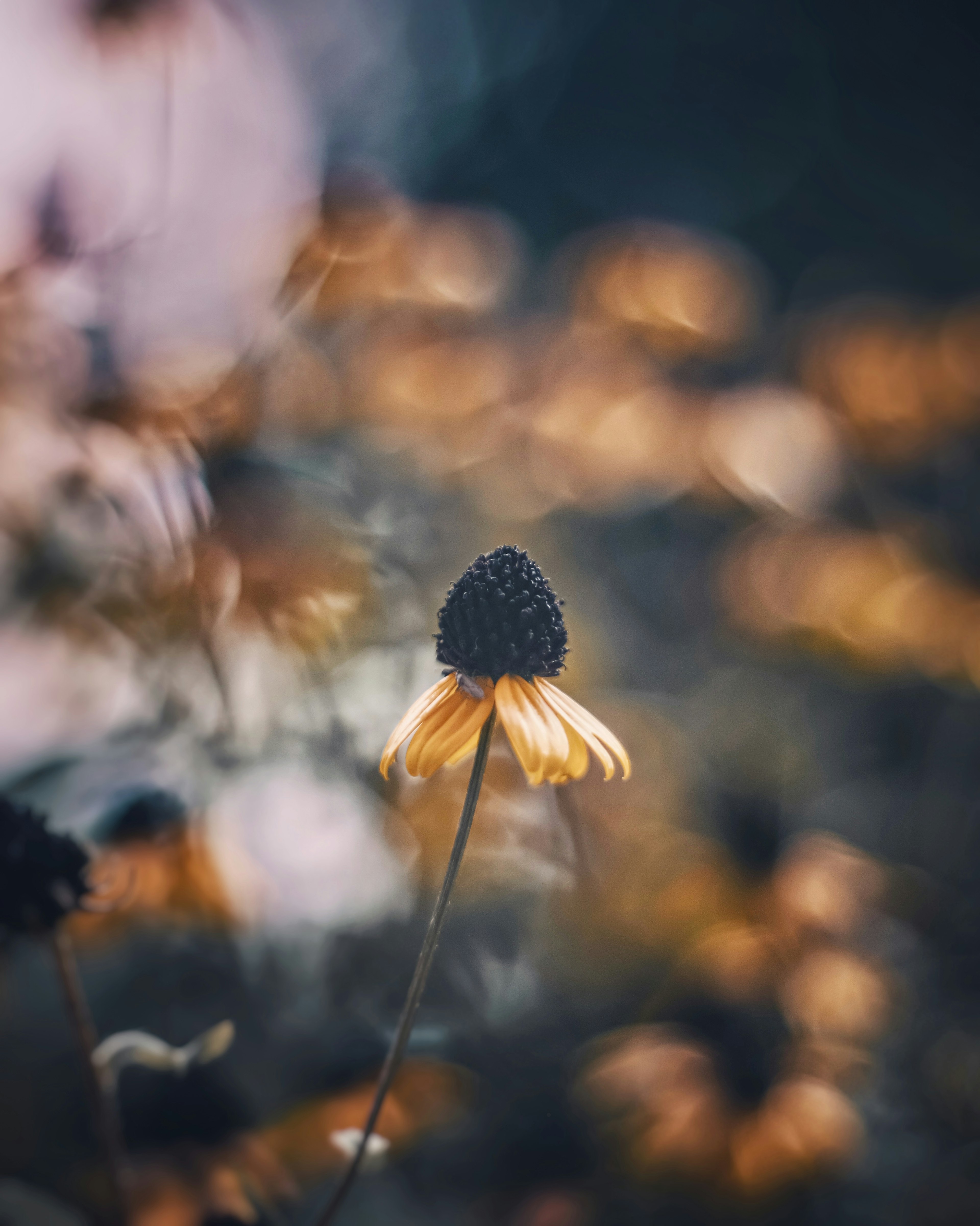 Eine leuchtend orangefarbene Blume mit einem dunklen Mittelpunkt, die sich vor einem verschwommenen Hintergrund abhebt