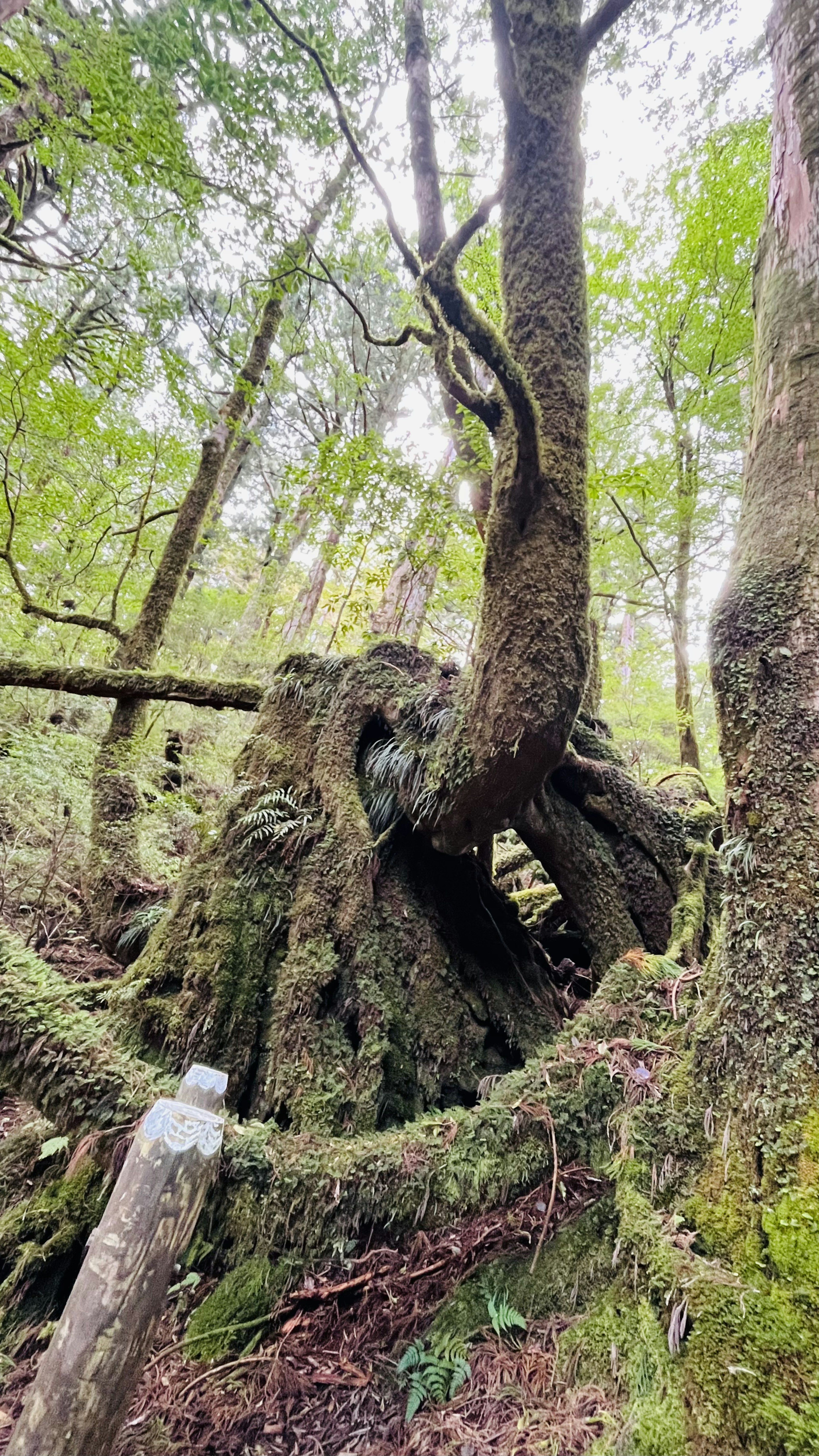 Ancient tree trunk and roots in a lush green forest