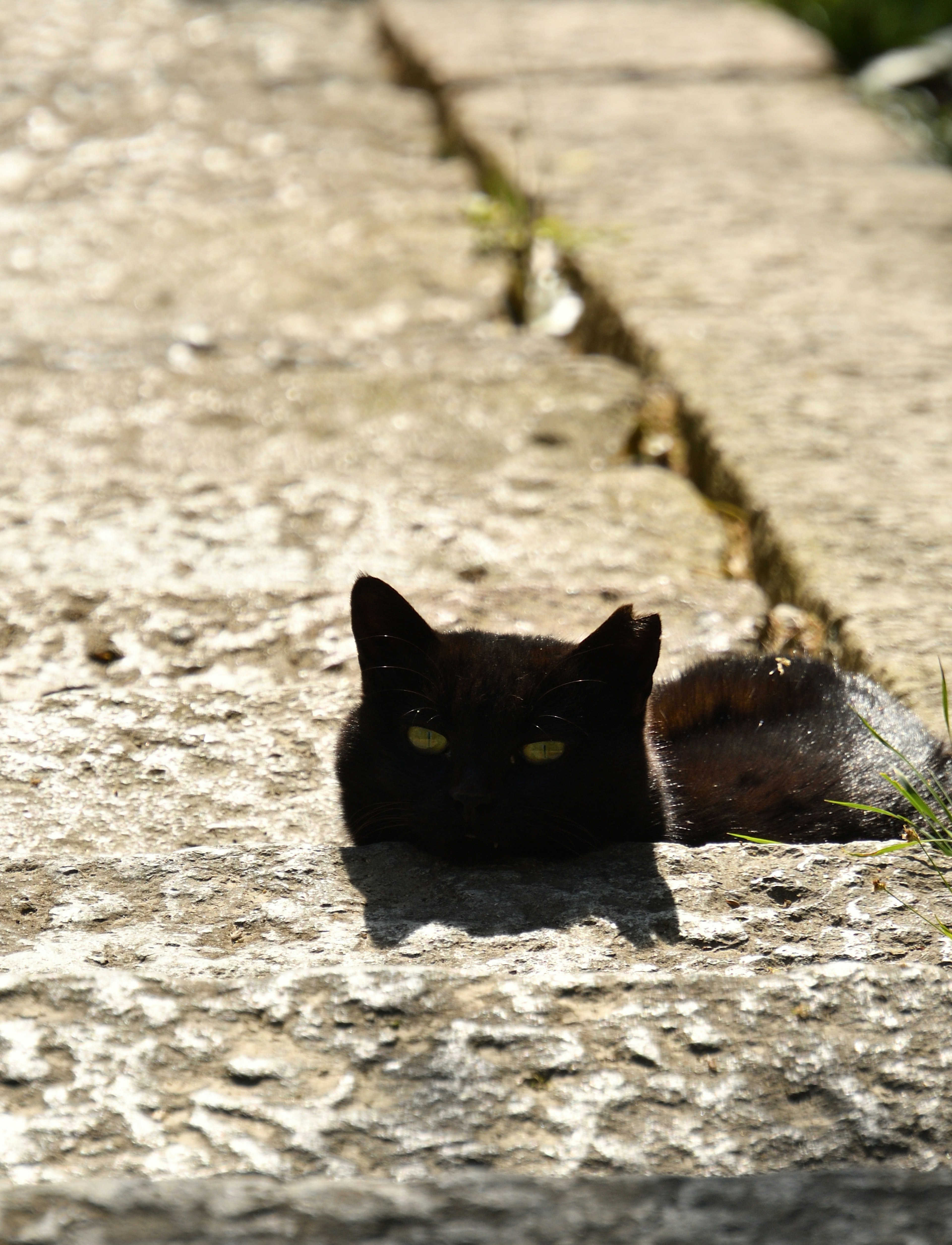 Un gatto nero che sbircia da una fessura di pietra